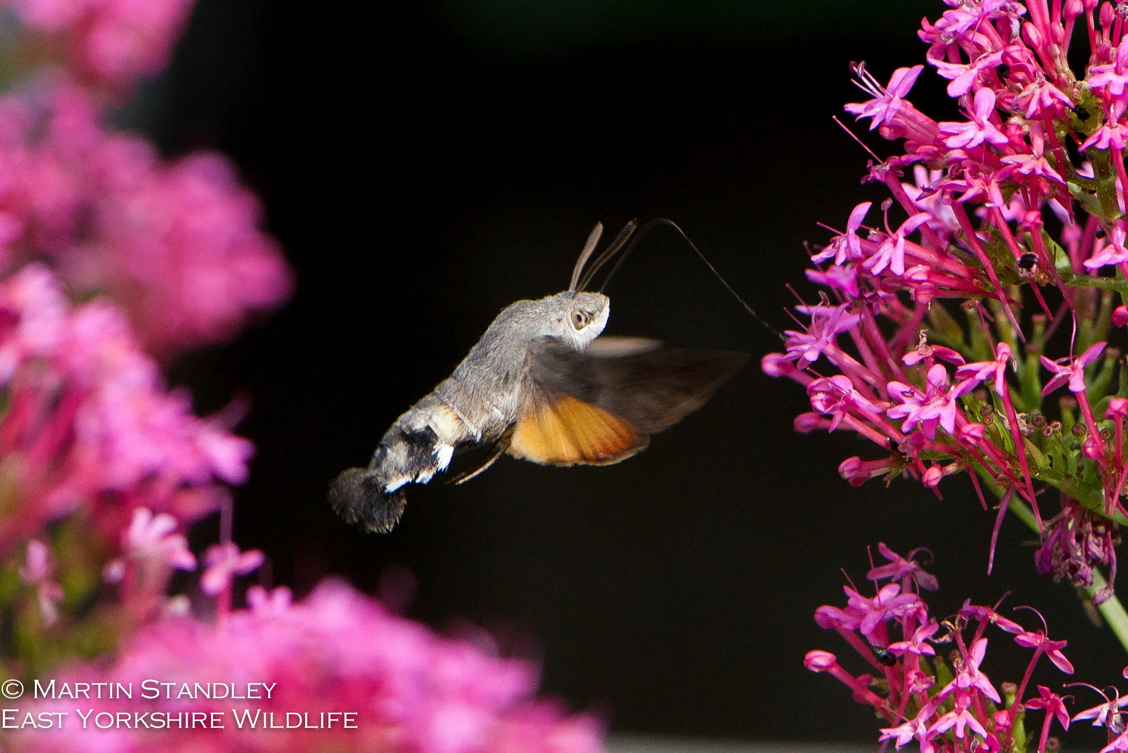 Hummingbird Hawk Moth