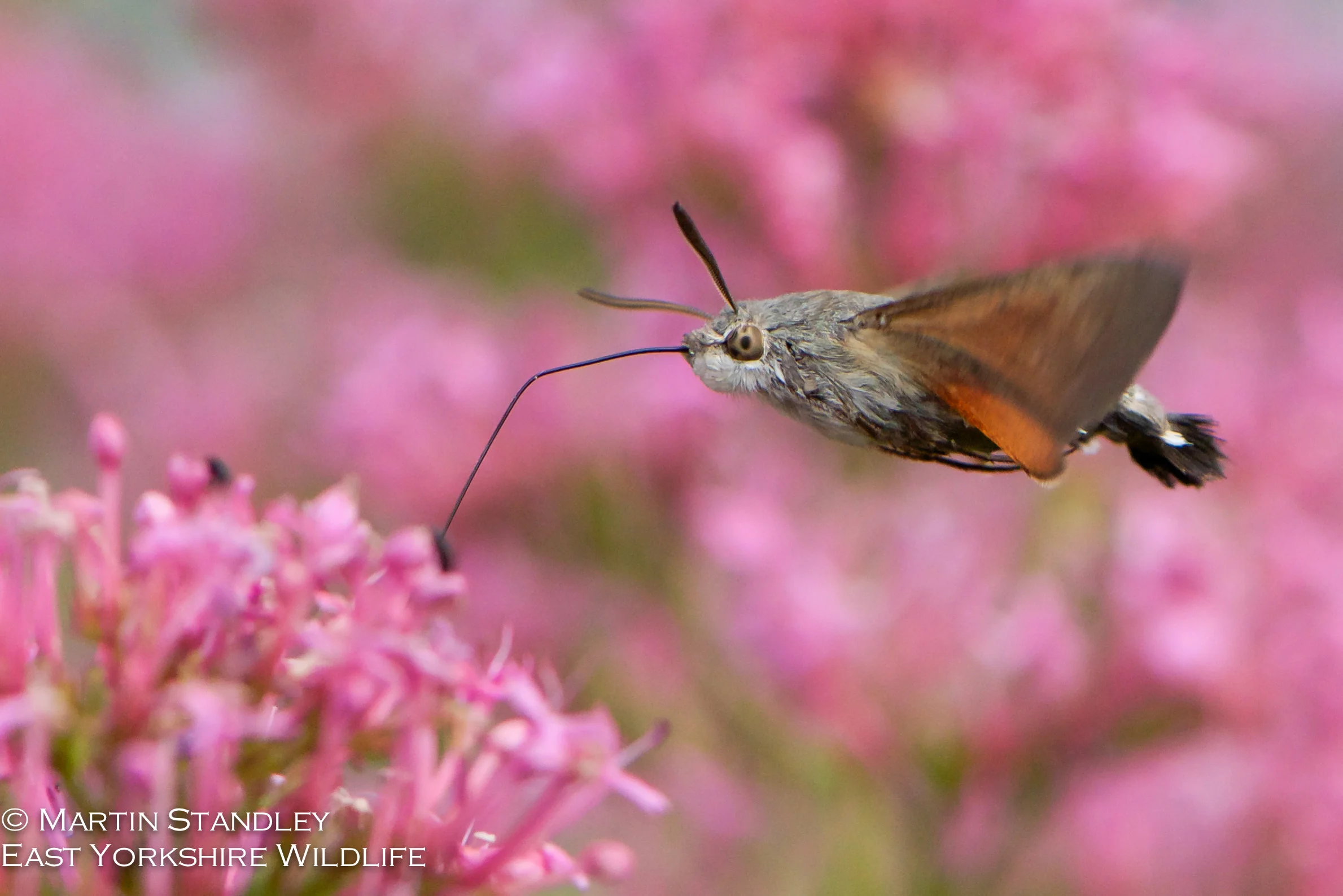 Hummingbird Hawk Moth