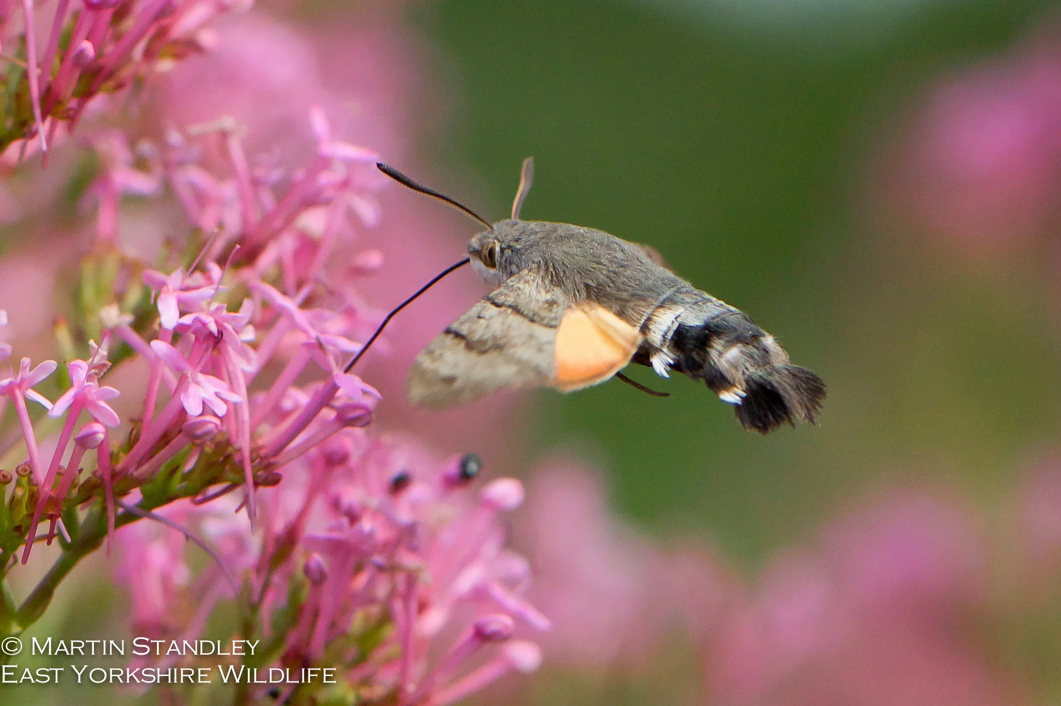 Hummingbird Hawk Moth