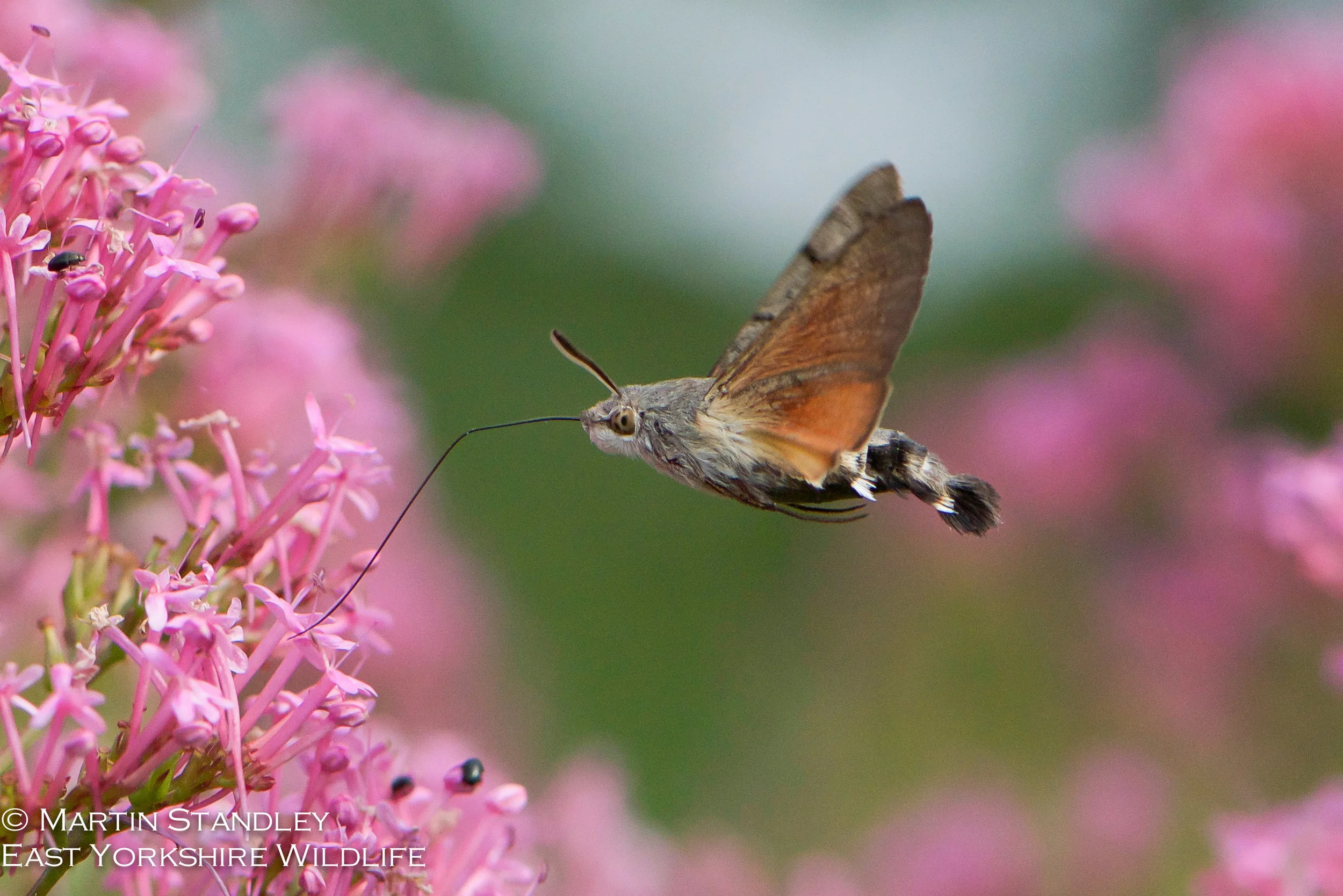 Hummingbird Hawk Moth
