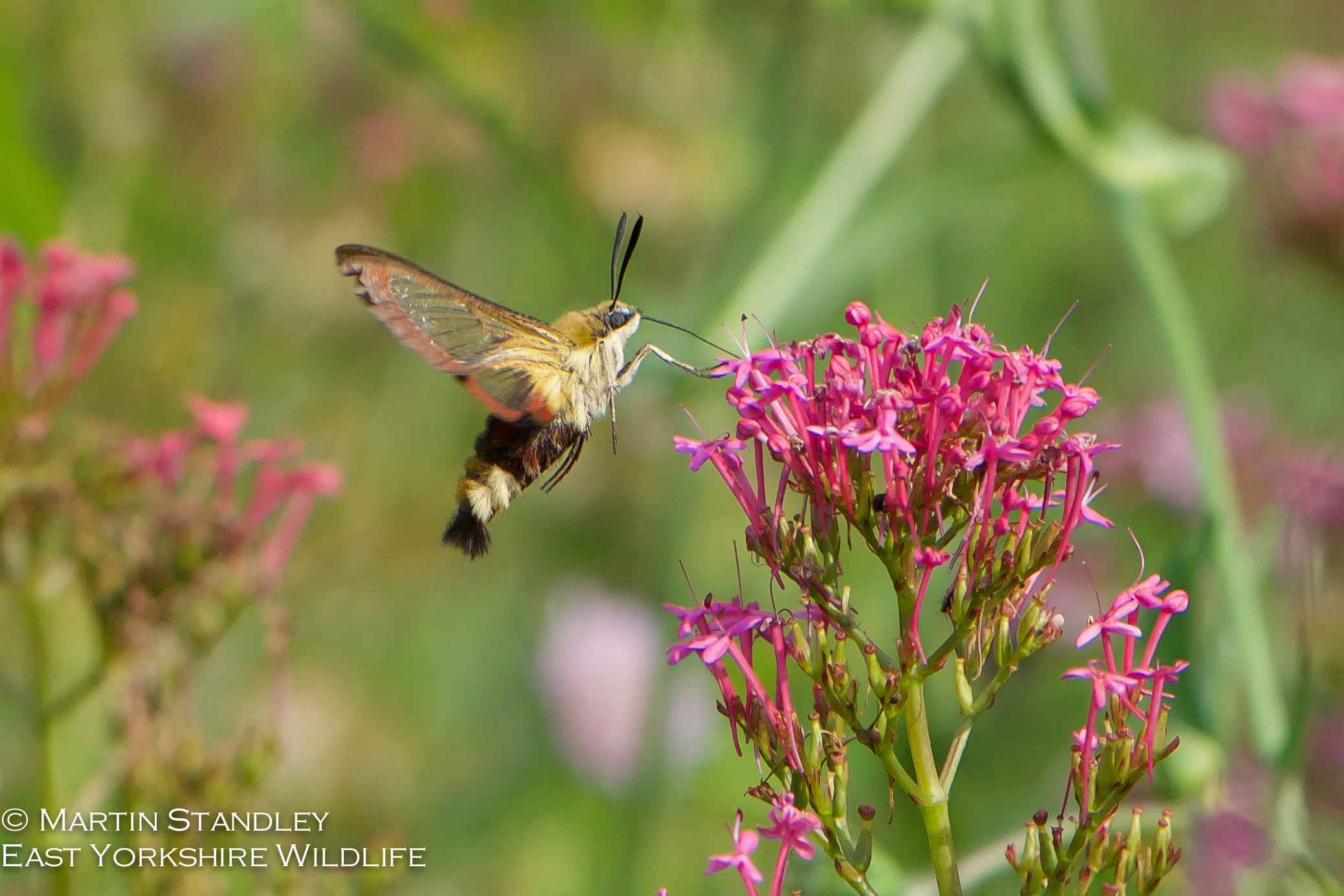 Broad Bordered Bee Hawk Moth