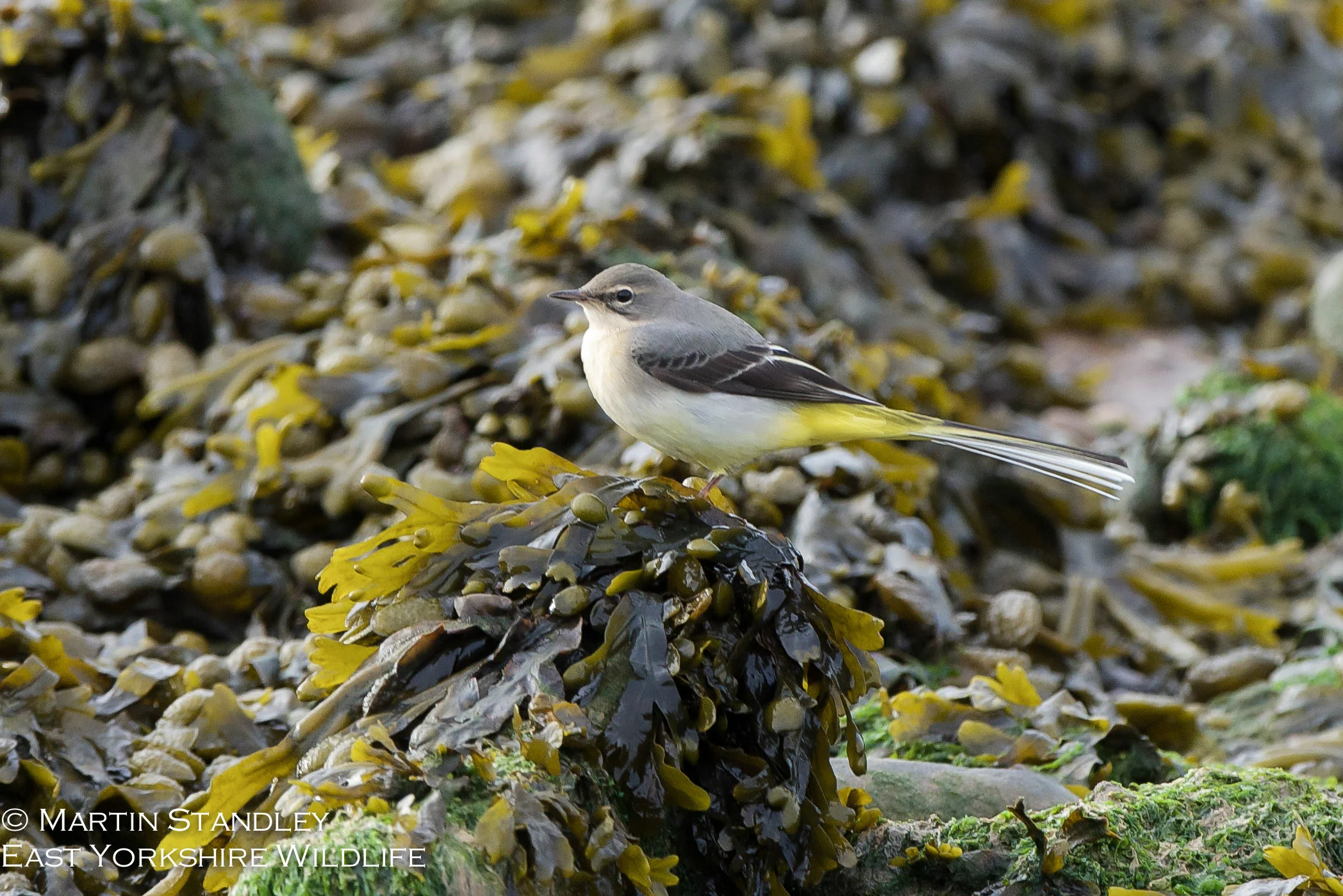 Pied Flycatcher (10 of 19).jpg
