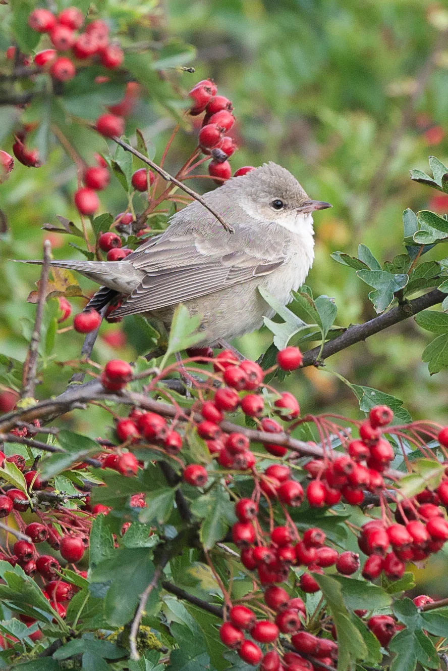Barred Warbler