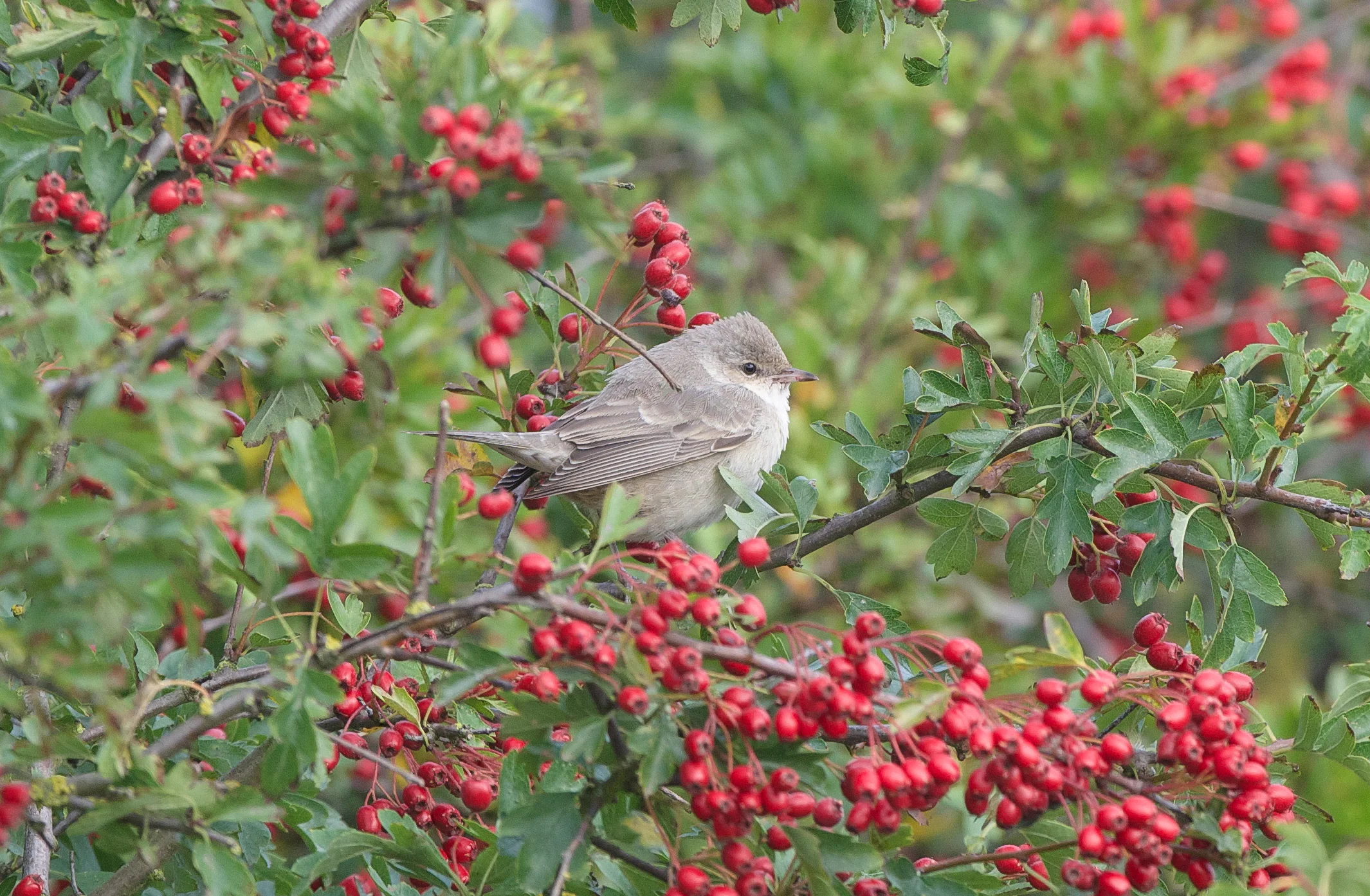 Barred Warbler