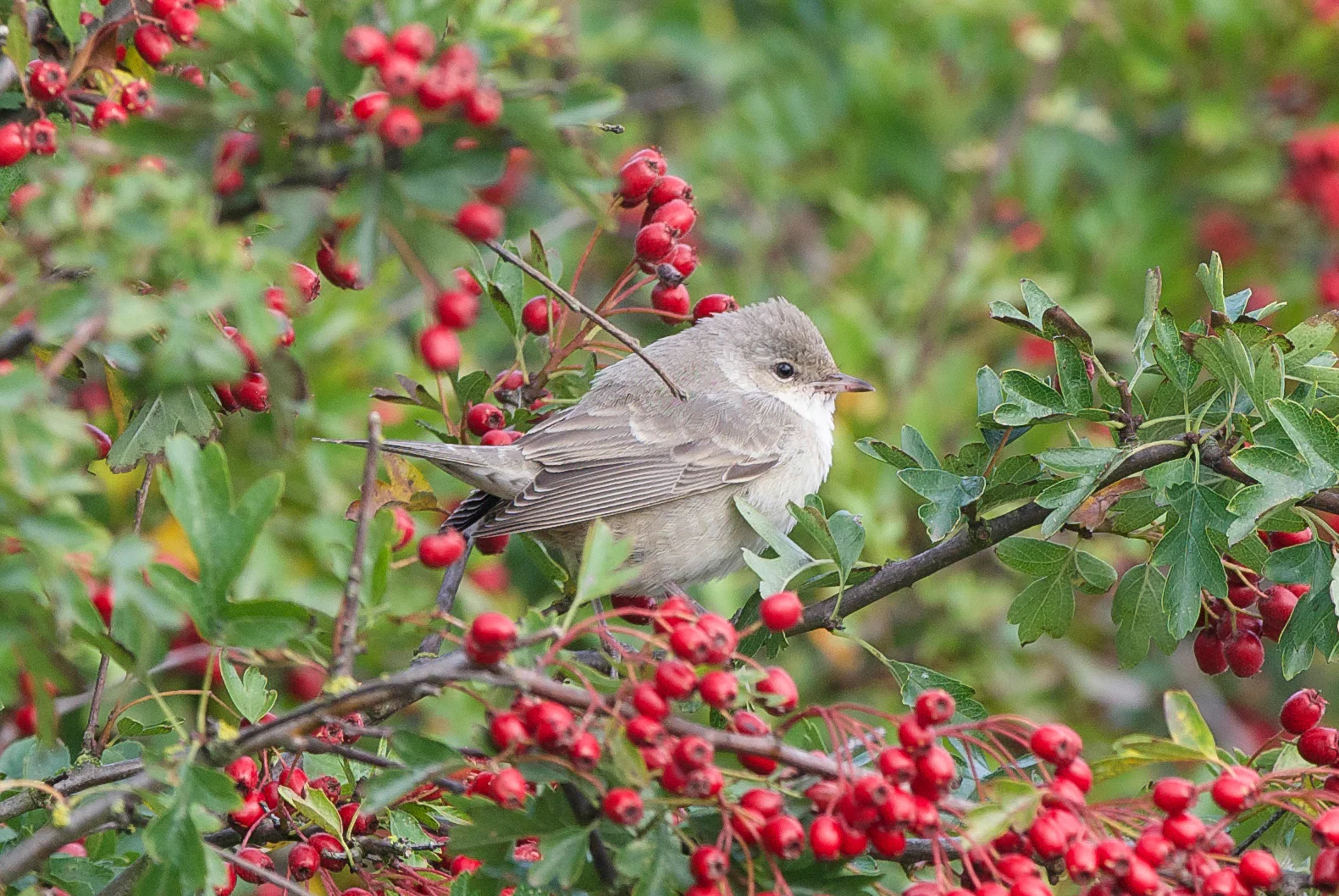 Barred Warbler