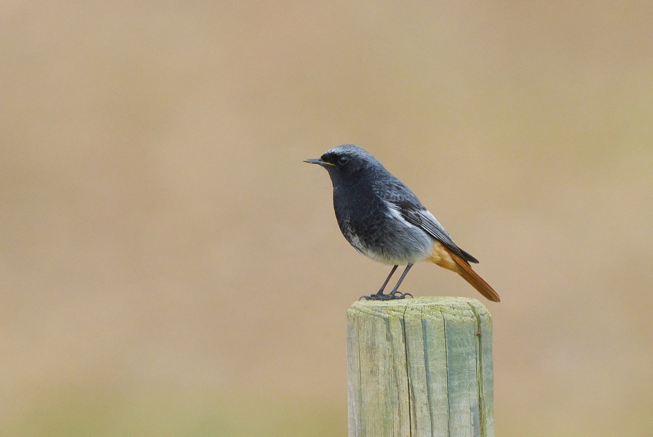 Black Redstart