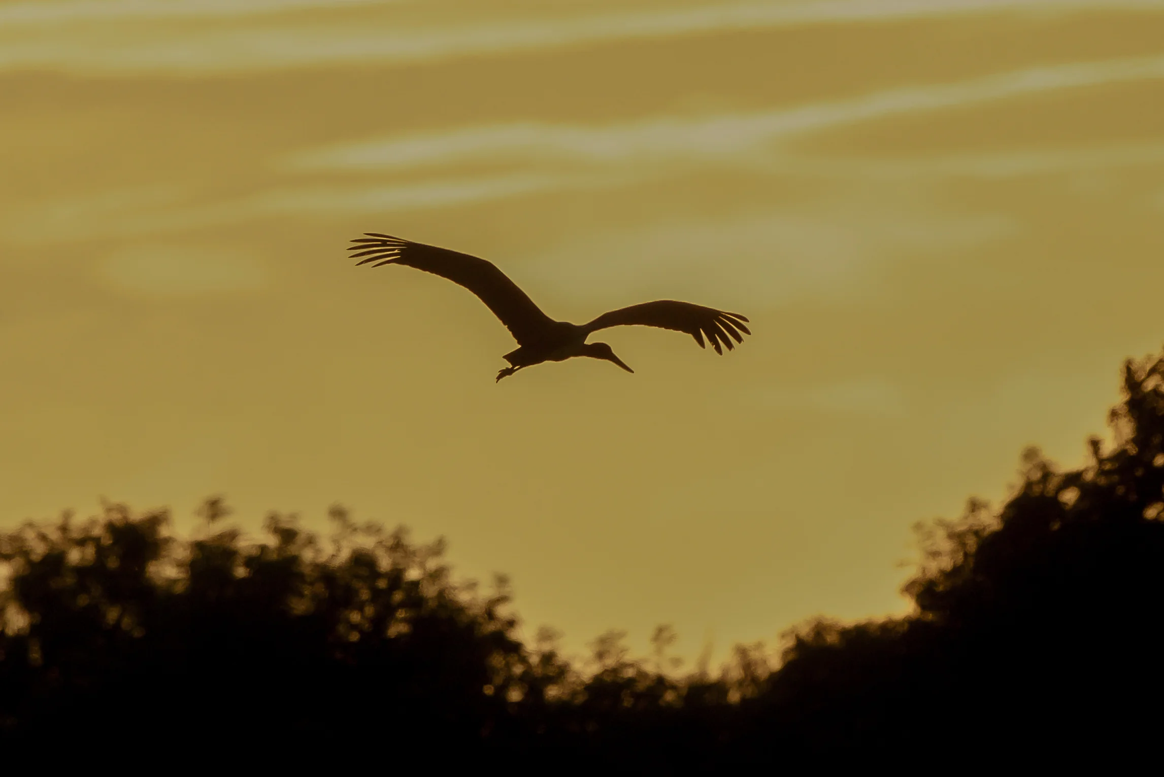 Black Stork