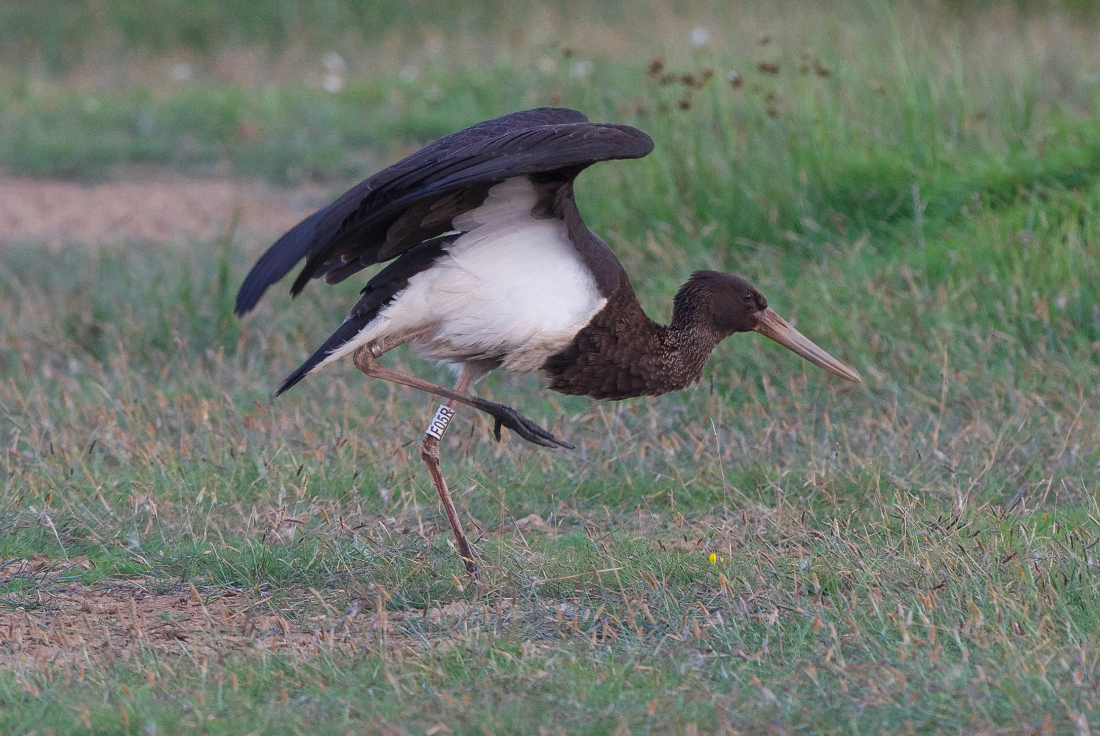 Black Stork