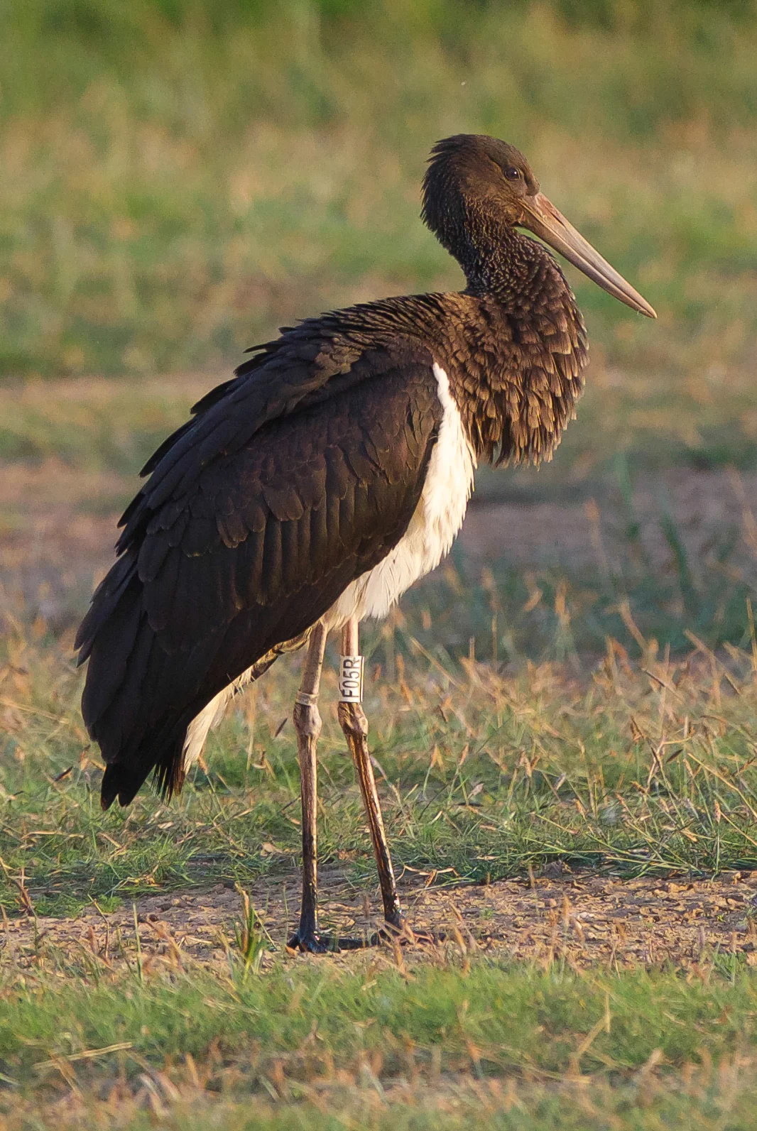 Black Stork