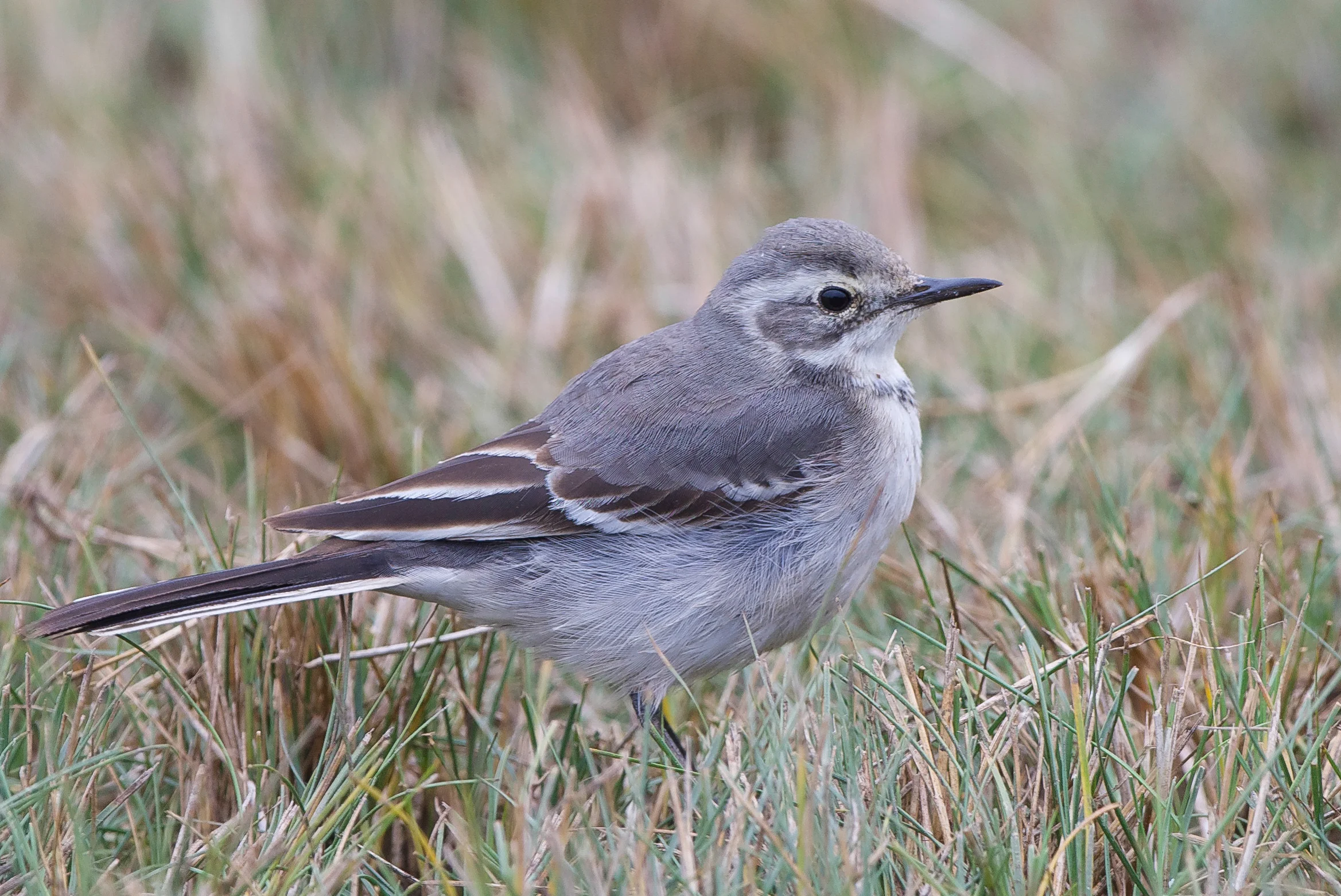 Citrine wag (2 of 1).jpg