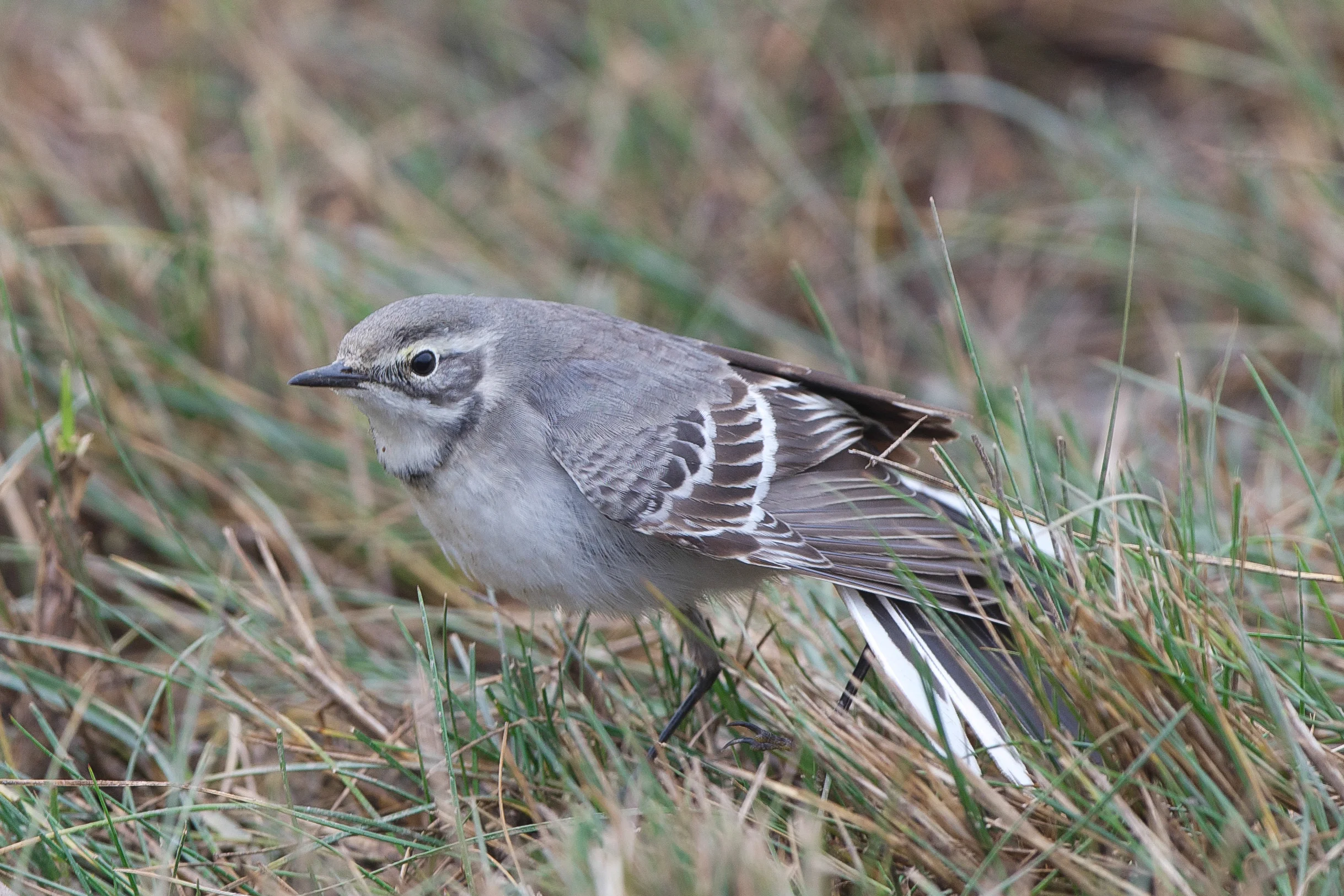 Citrine wag (3 of 1).jpg