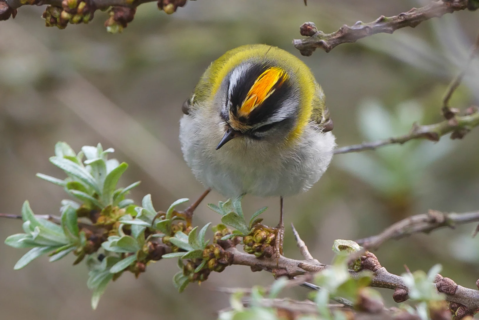 Firecrest (1 of 1).jpg