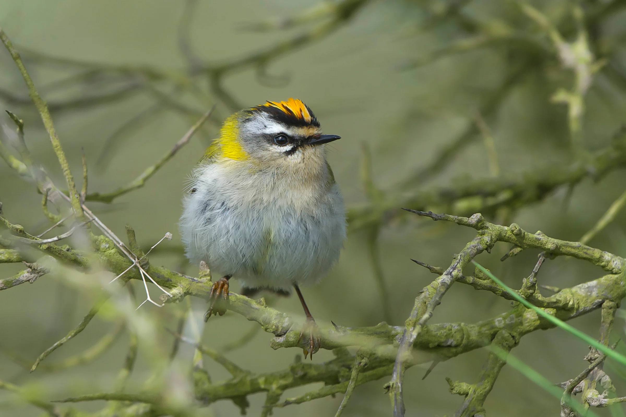 Firecrest (2 of 1).jpg