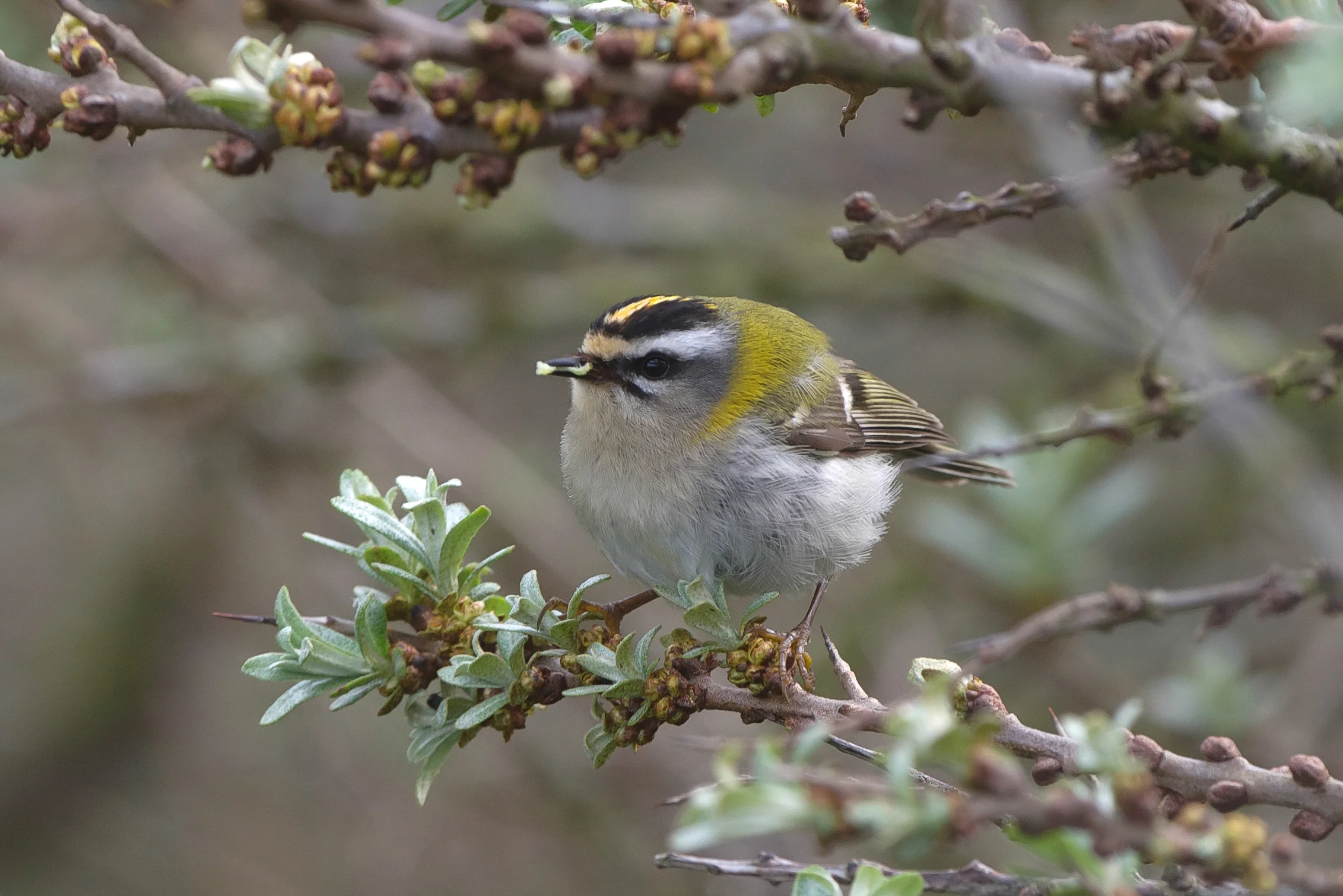 Firecrest (3 of 1).jpg
