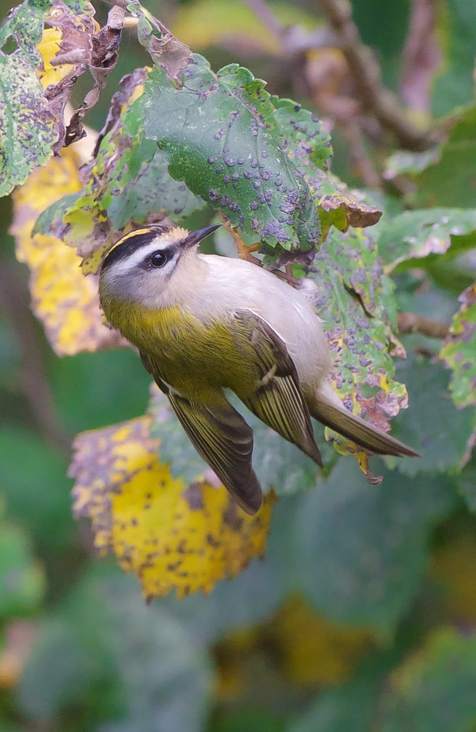 Firecrest (4 of 1).jpg