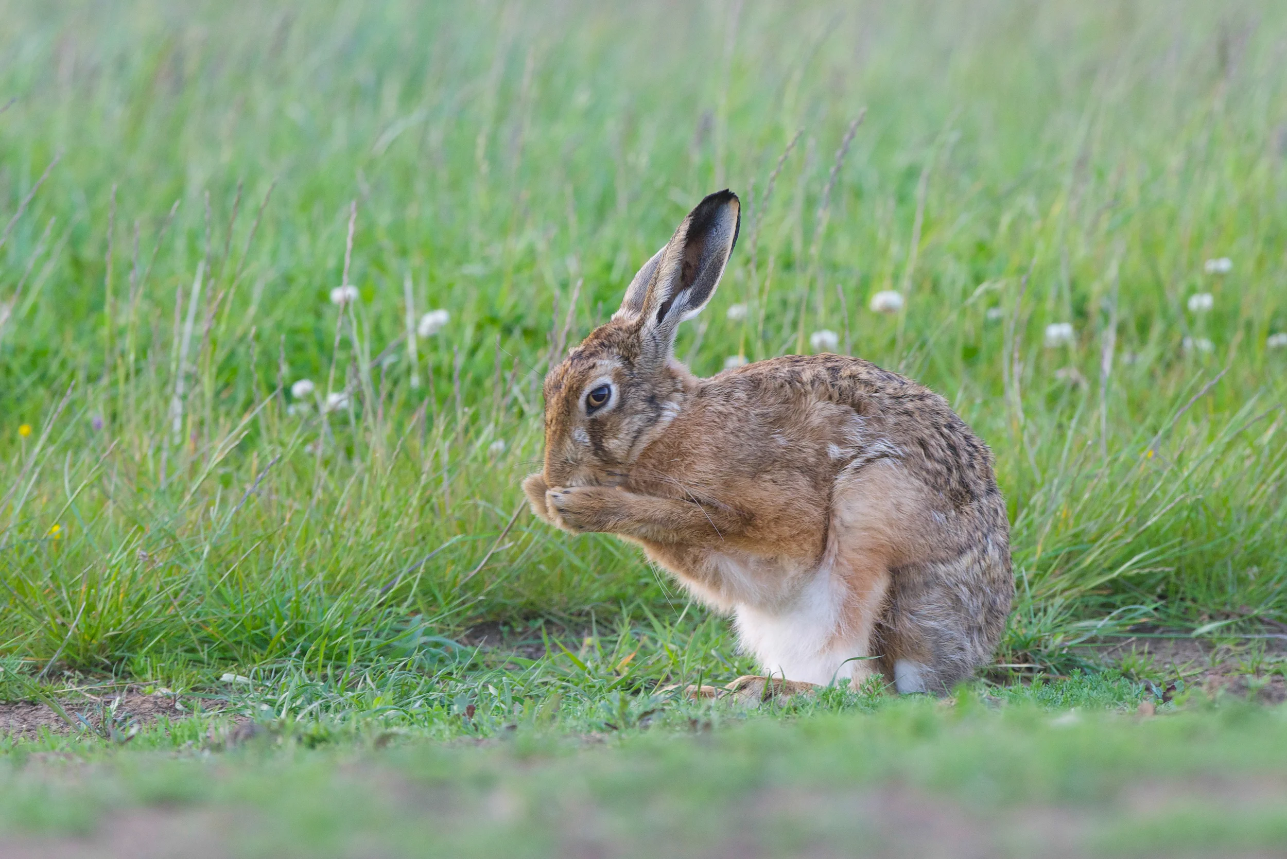 Hare (1 of 1).jpg