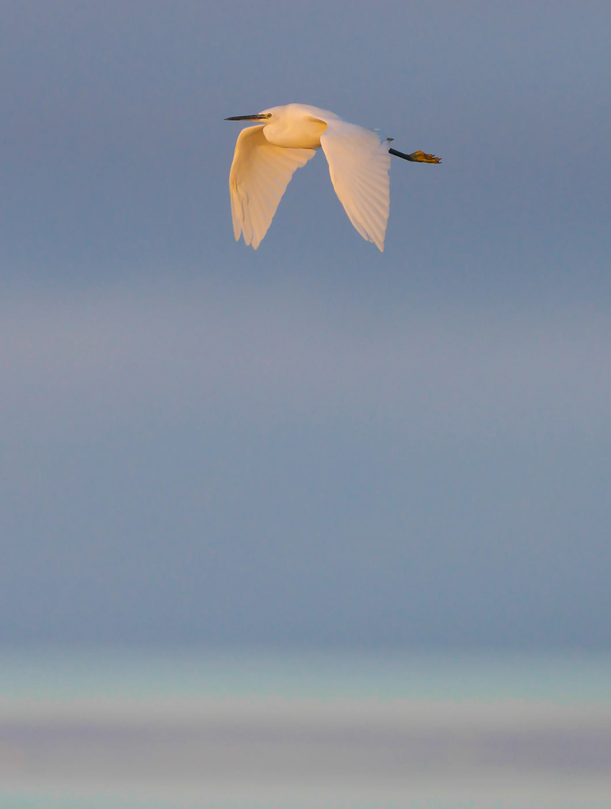 Little egret (1 of 1).jpg