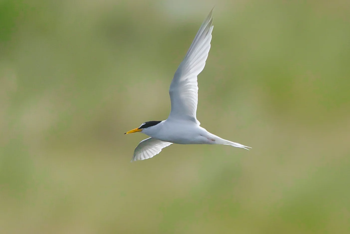 Little tern (2 of 1).jpg