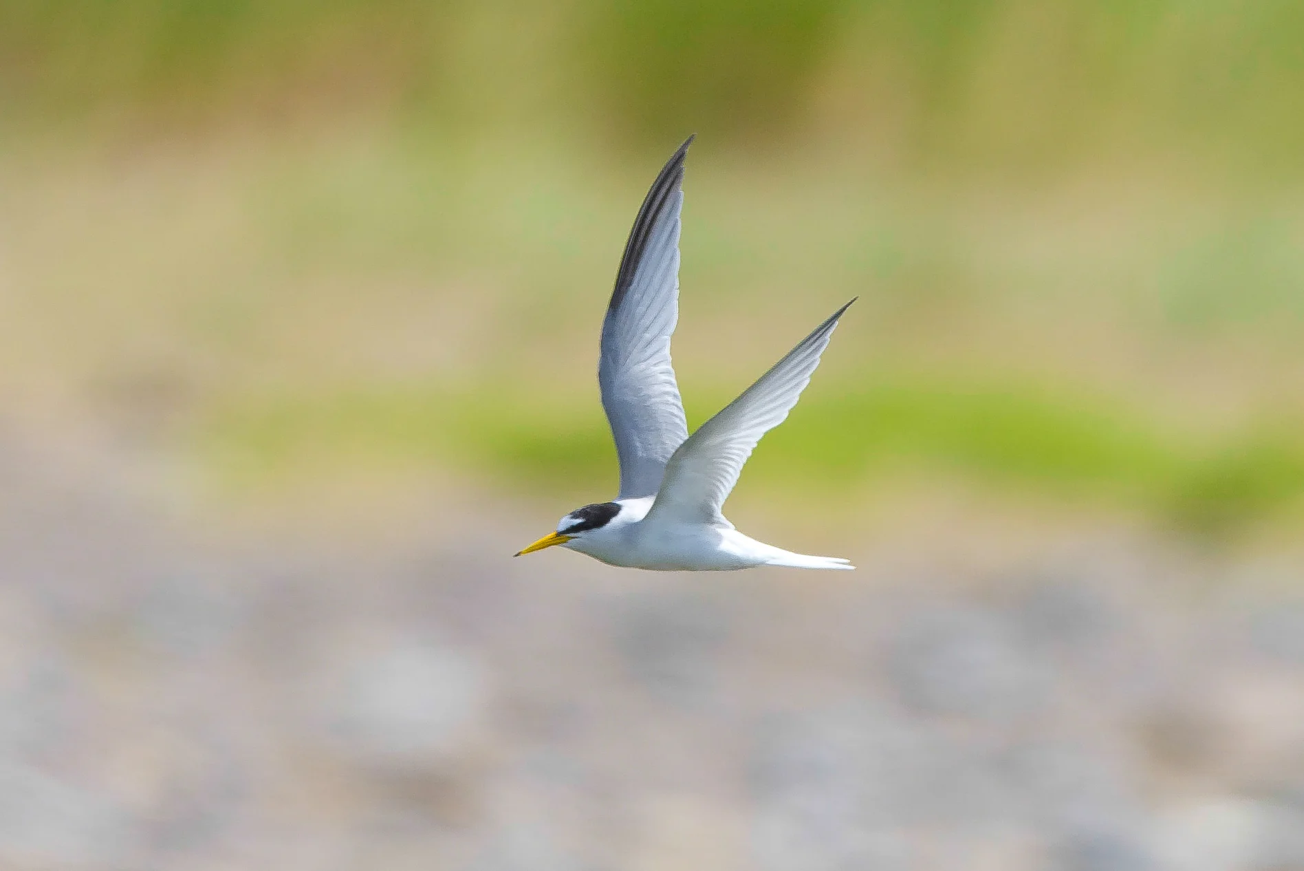 Little tern (4 of 1).jpg