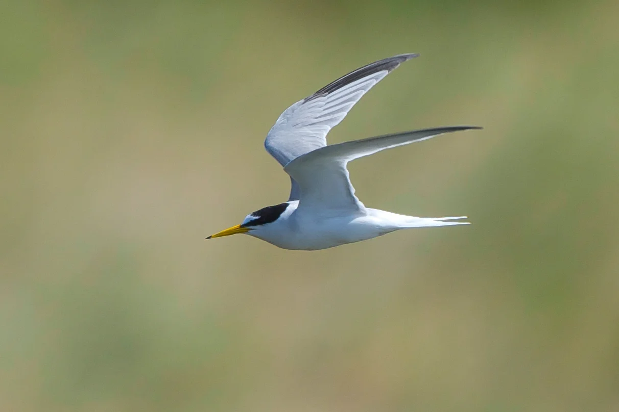 Little tern (5 of 1).jpg