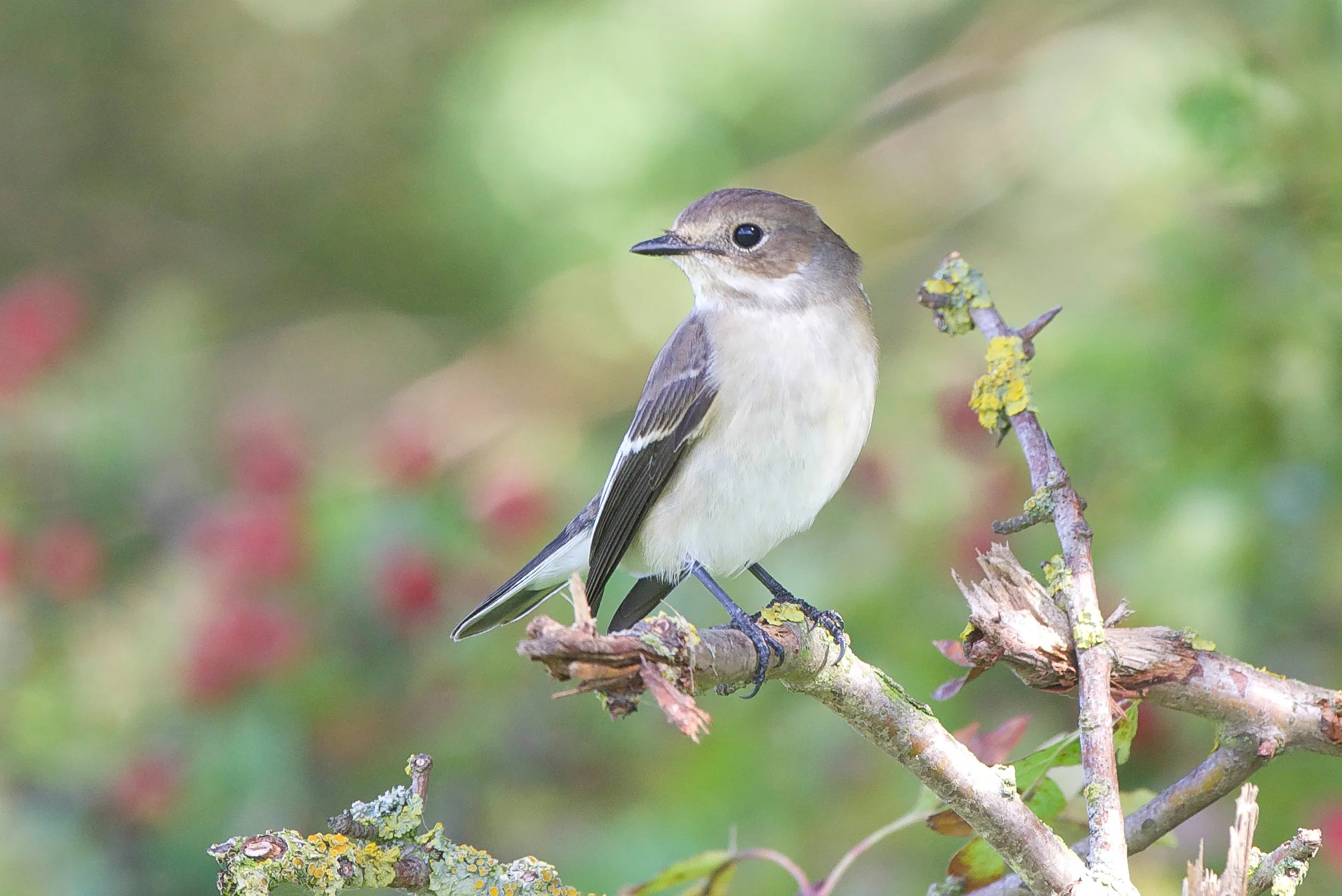 Pied fly (2 of 1).jpg