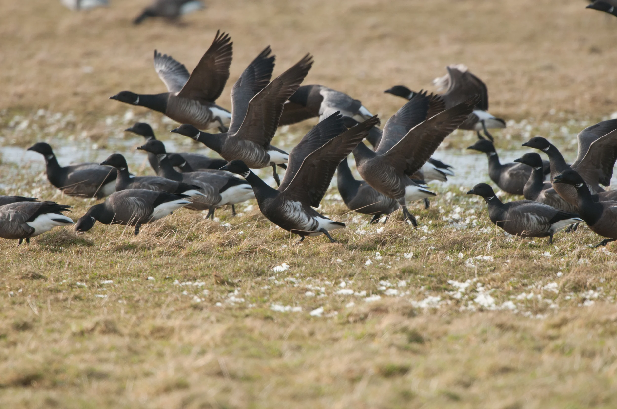 Black brant-martin standley (3 of 1).jpg