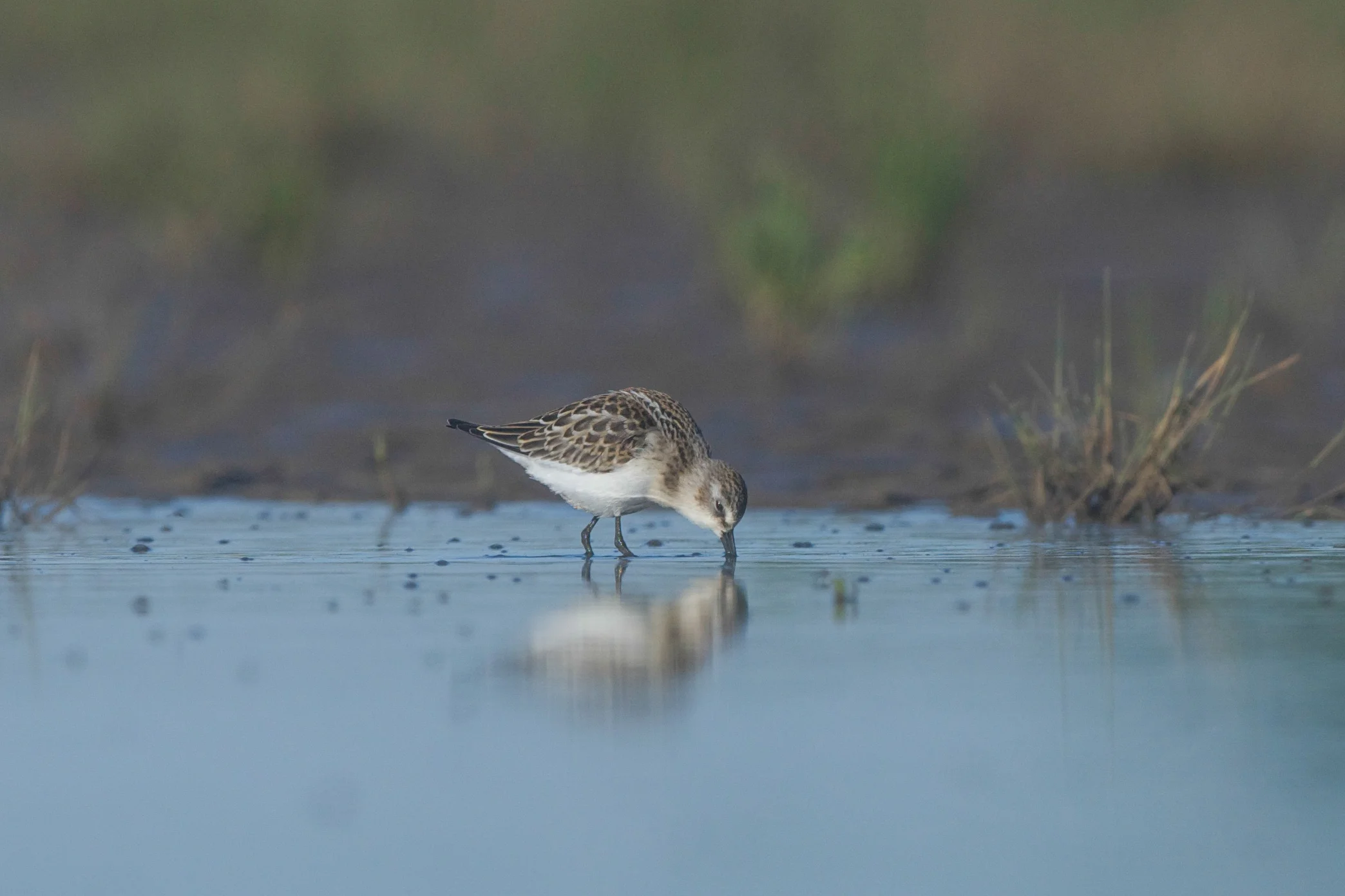 Little stint