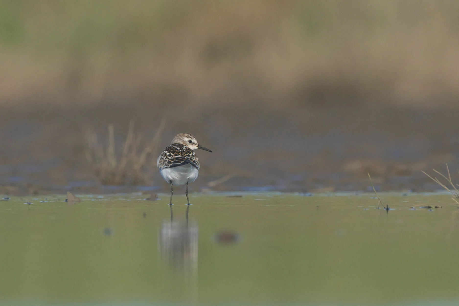 Little stint