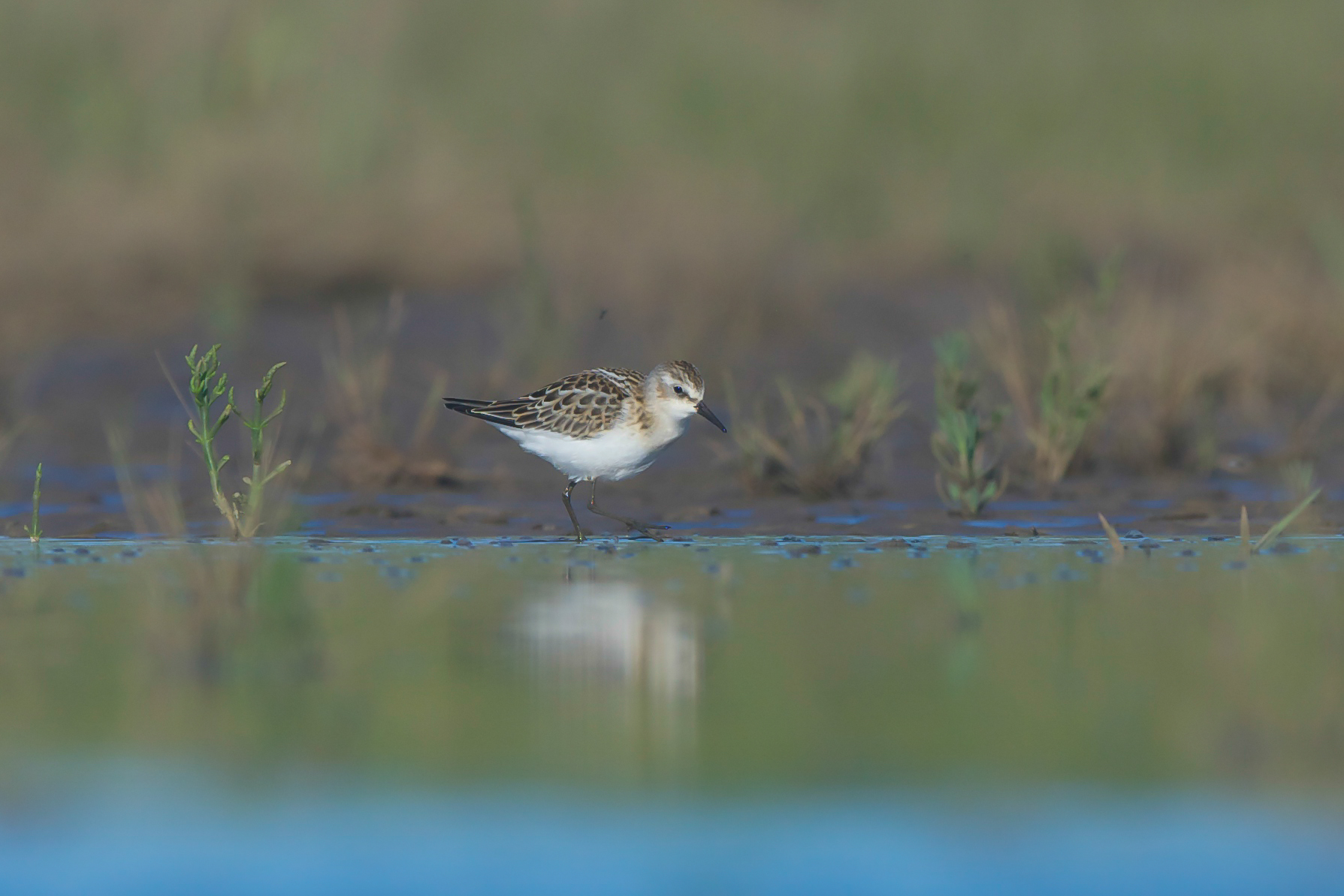 Little stint