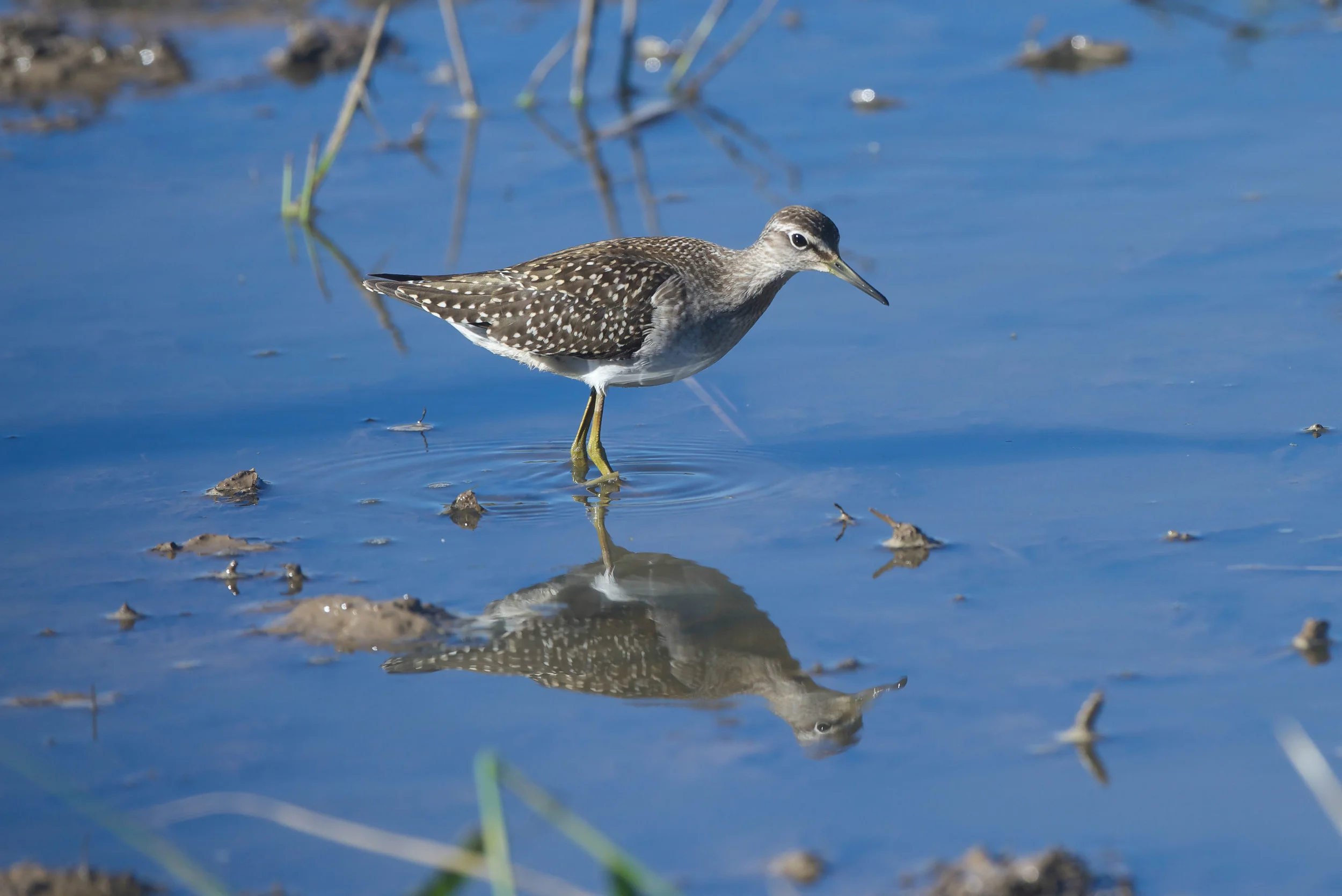 Wood sandpiper at Spurn