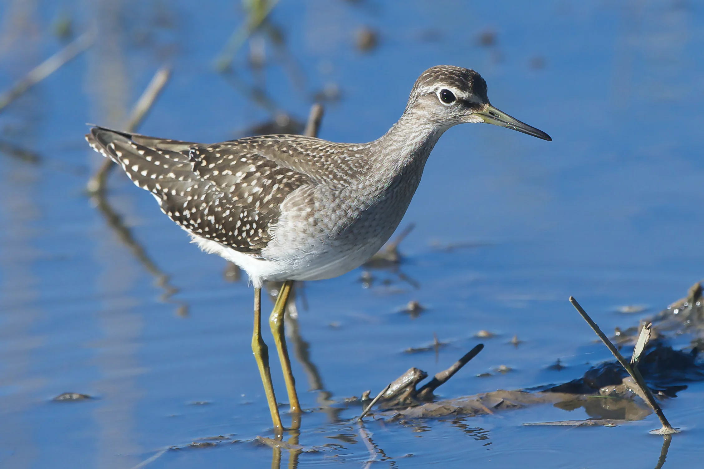 Wood sandpiper at Spurn