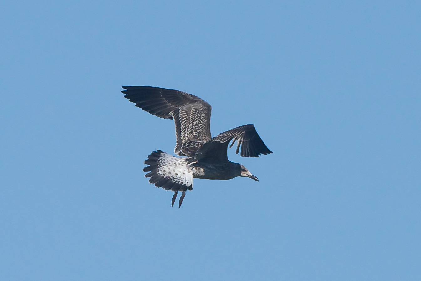 Yellow-legged gull at Spurn