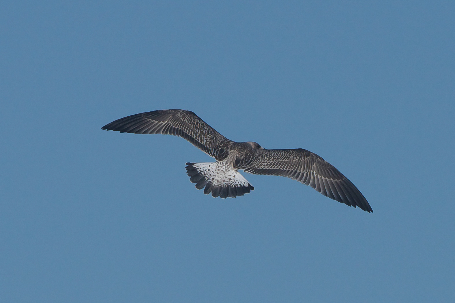Yellow-legged gull at Spurn