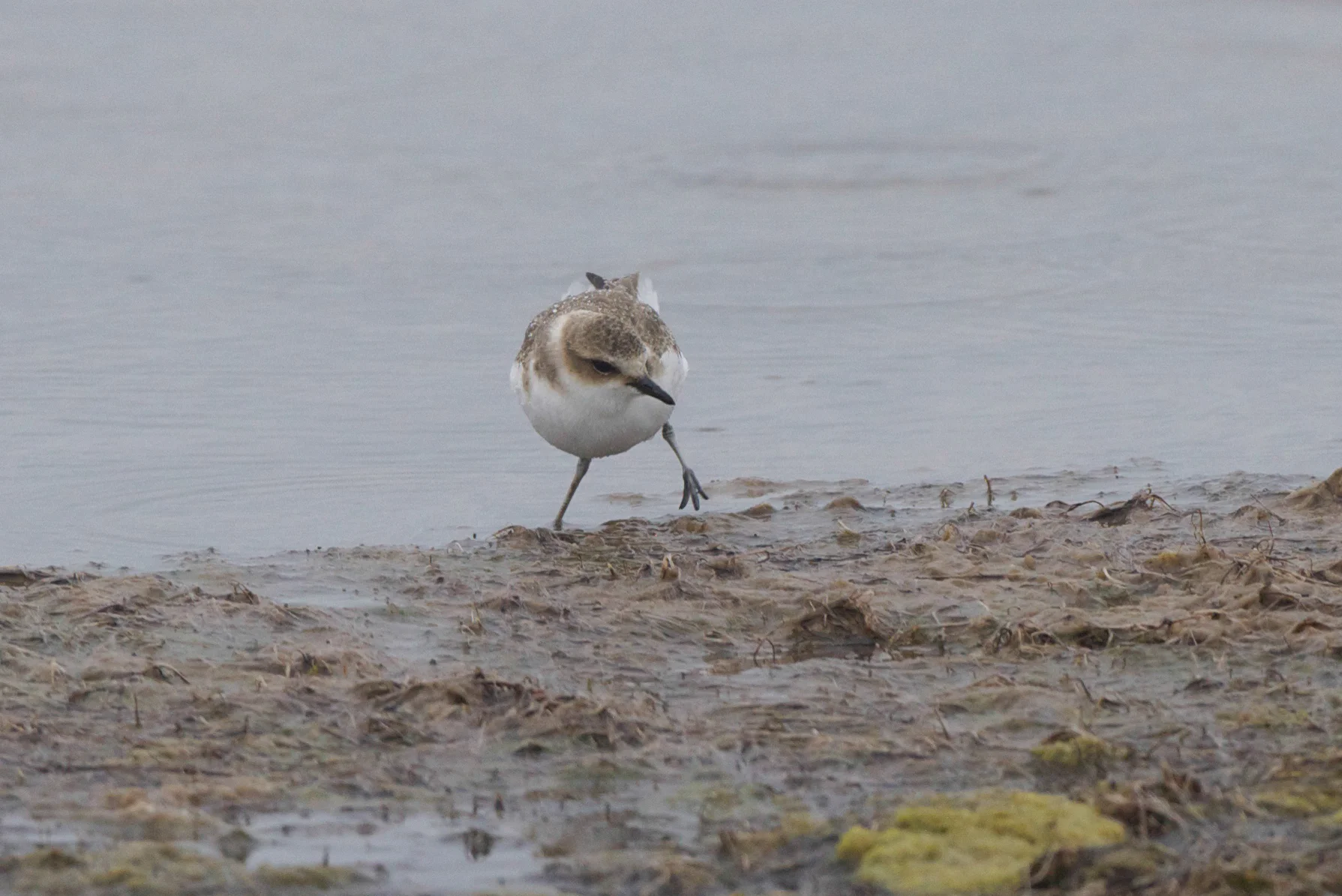 Kentish Plover (2 of 11).jpg