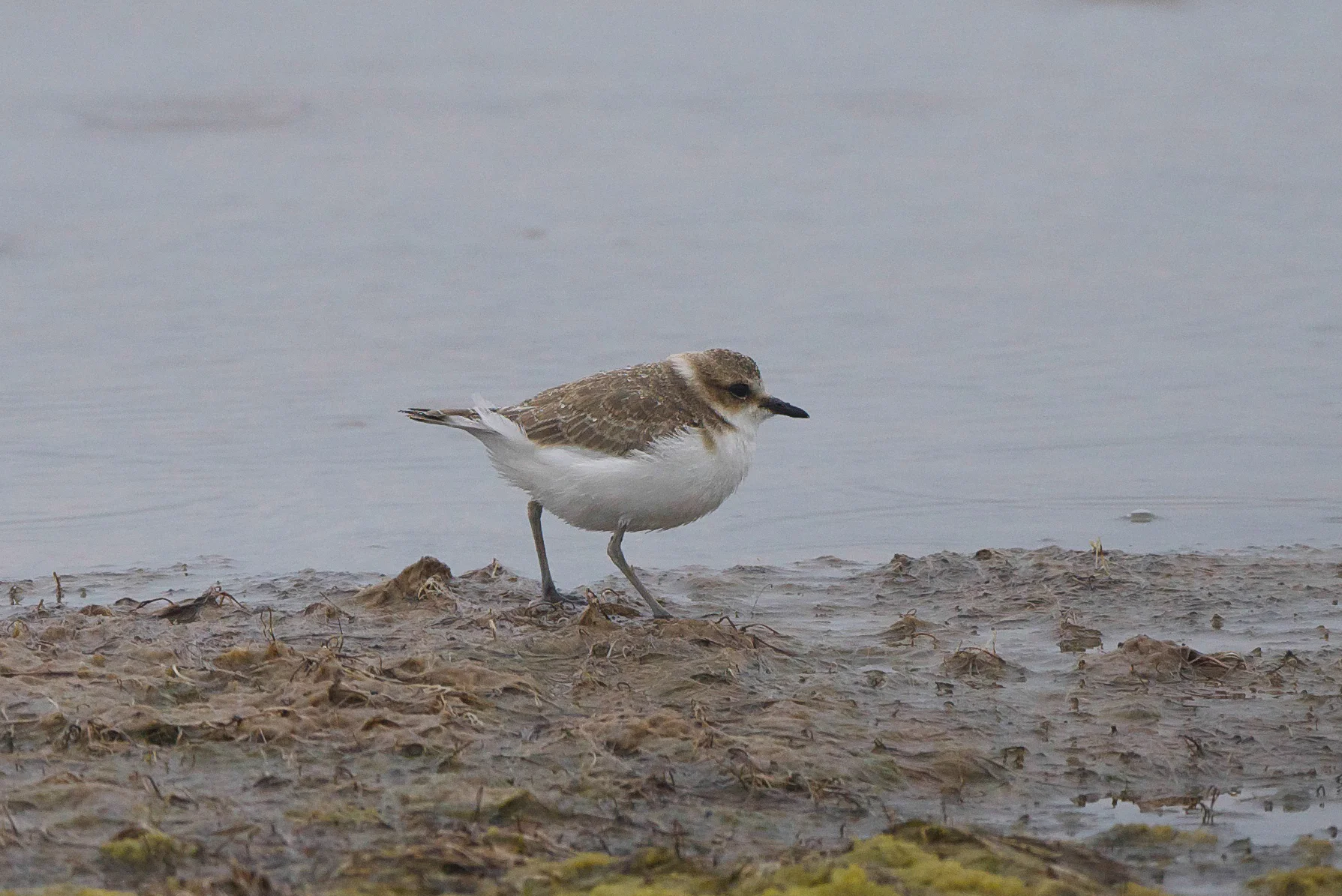 Kentish Plover (5 of 11).jpg
