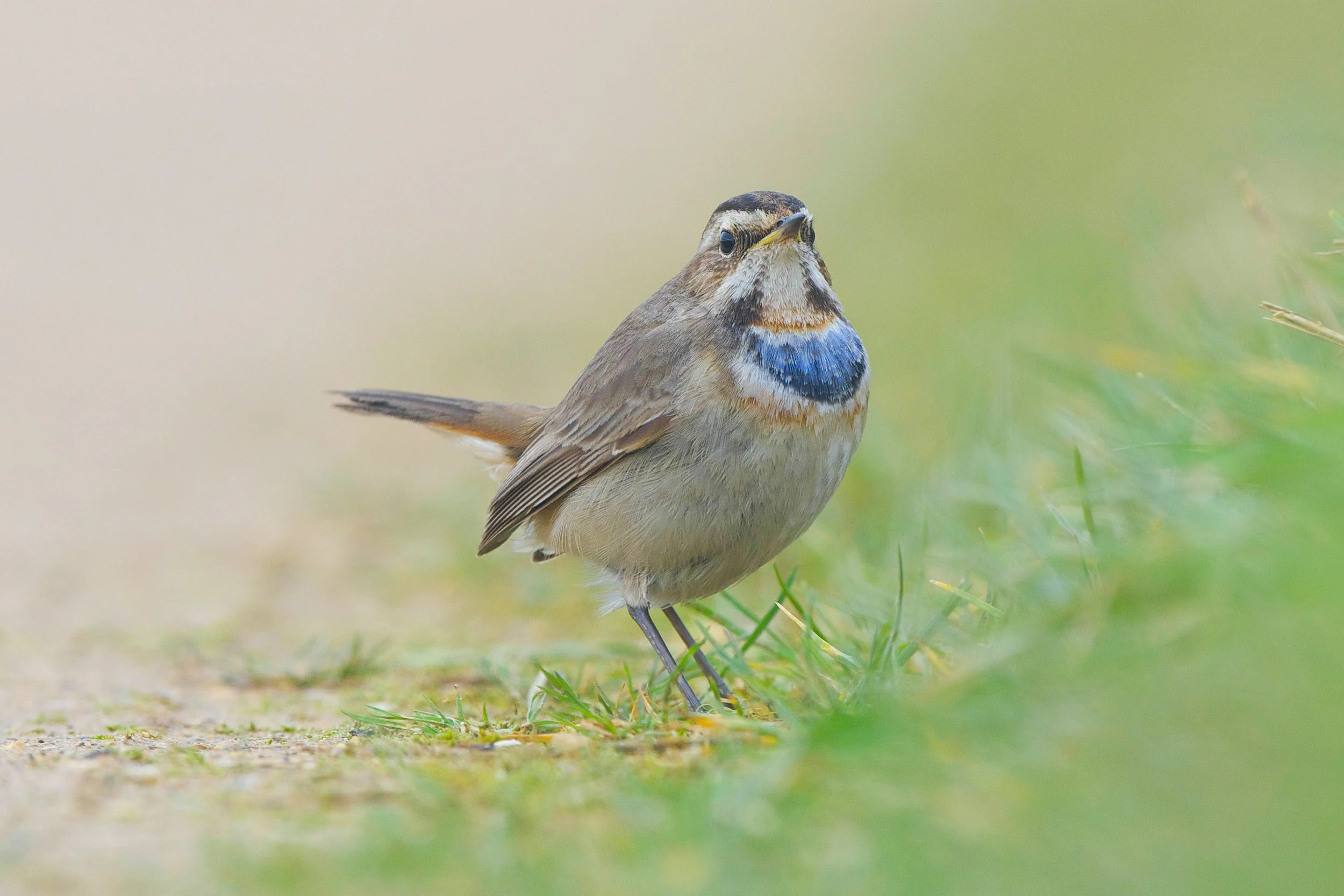 Bluethroat (11 of 16).jpg