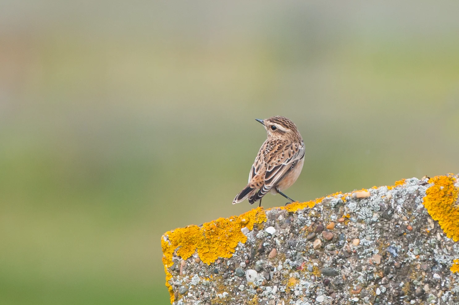 Whinchat
