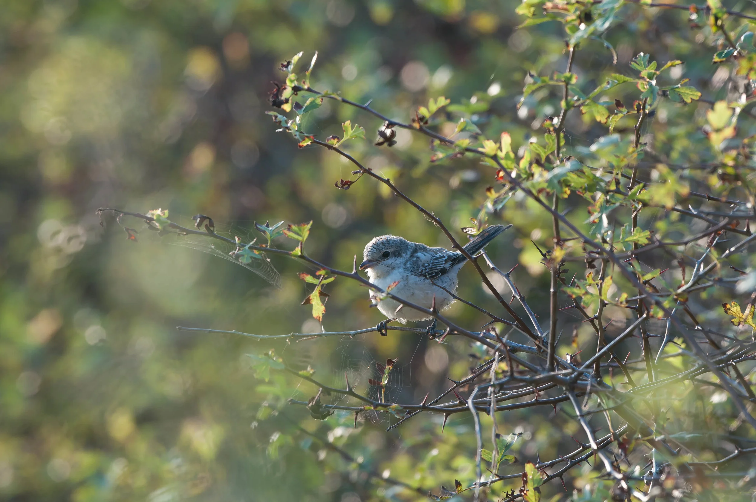 spurn (11 of 82).jpg