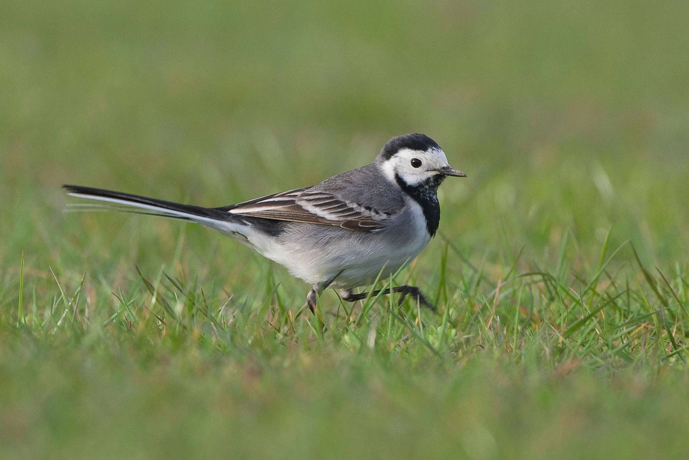 White Wagtail