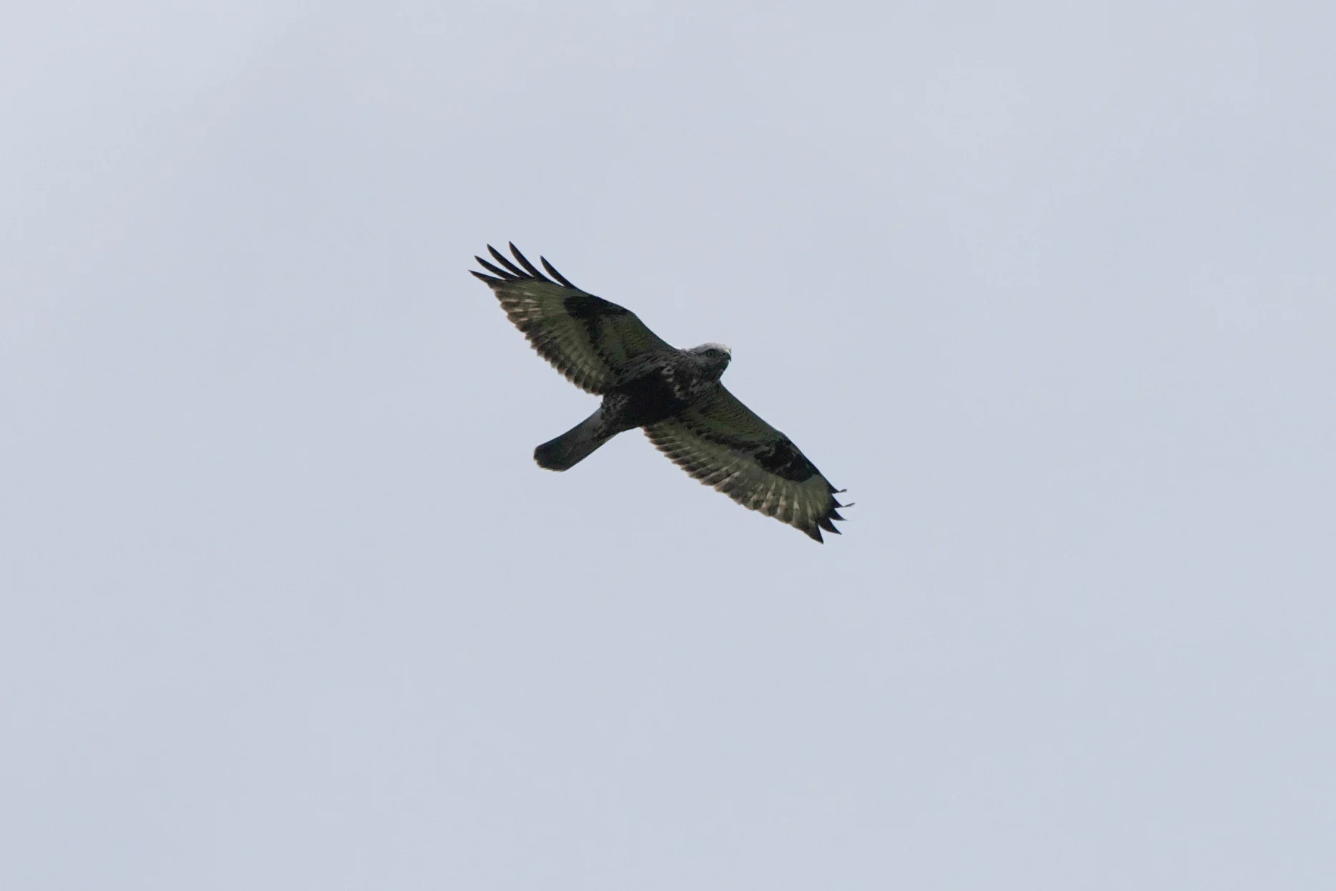 Rough-Legged Buzzard