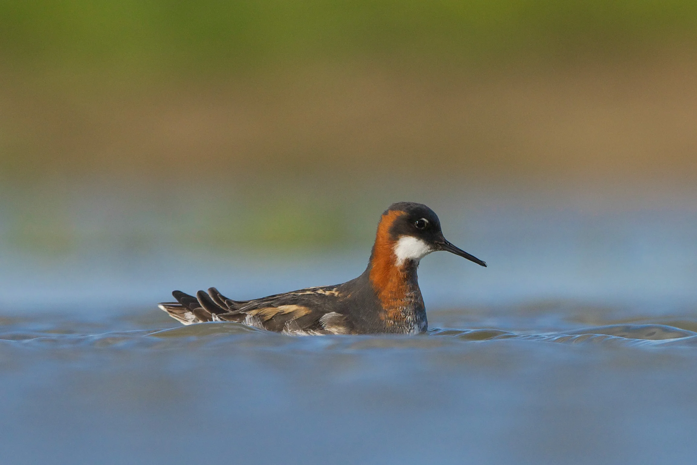 Red-Necked Phalarope