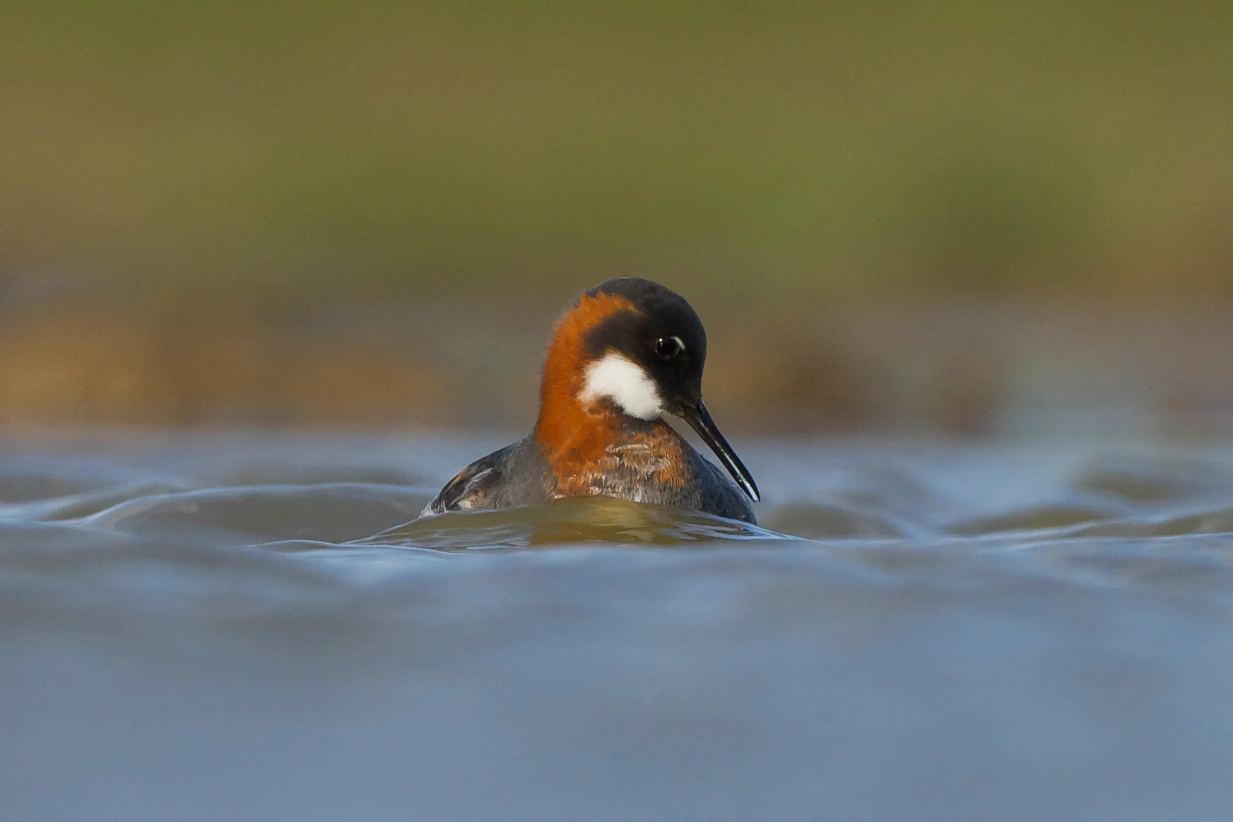 Red-Necked Phalarope