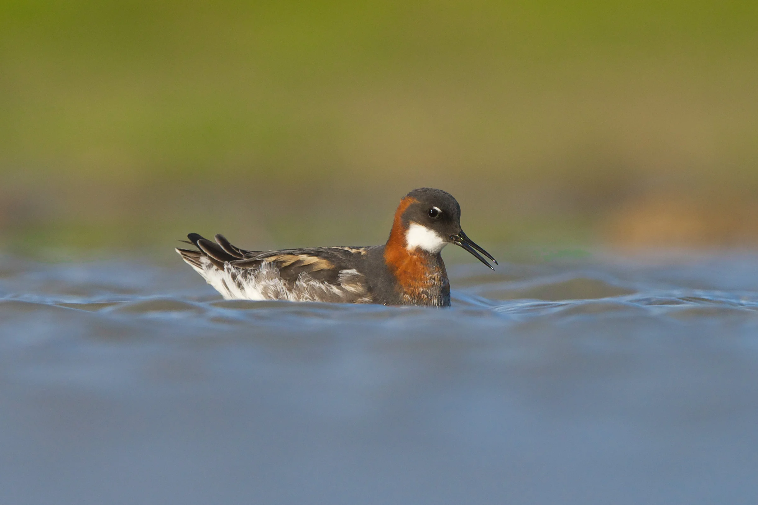Red-Necked Phalarope
