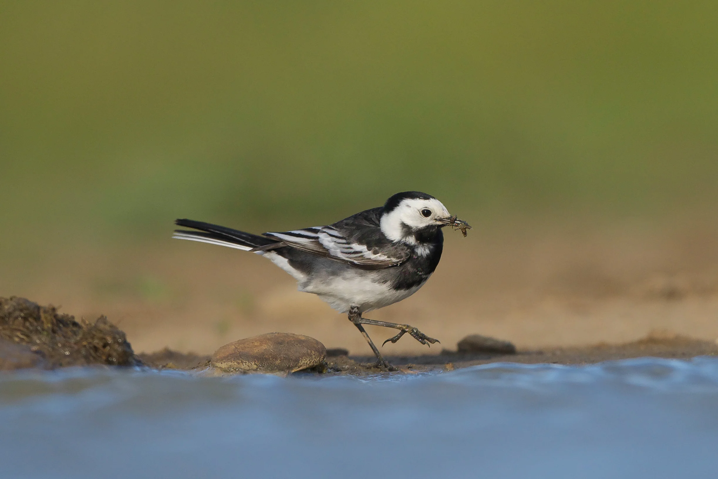 Pied Wagtail