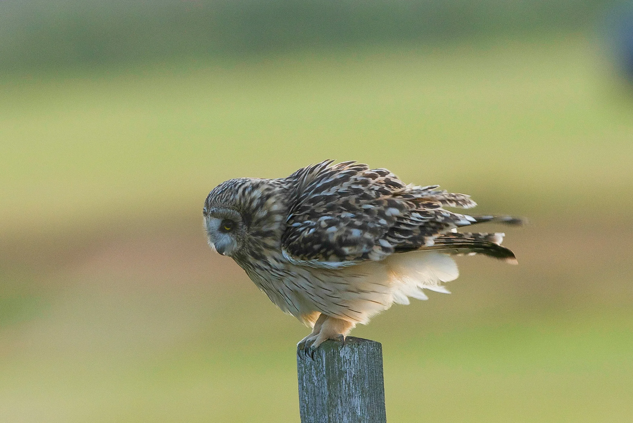 Short-Eared Owl