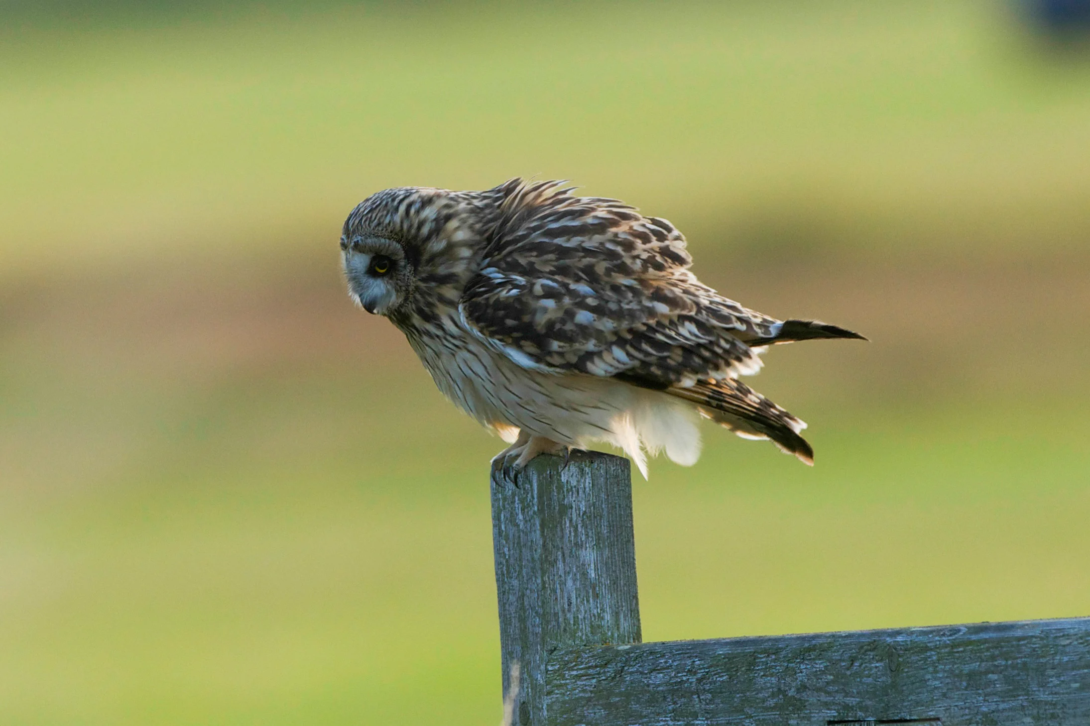 Short-Eared Owl