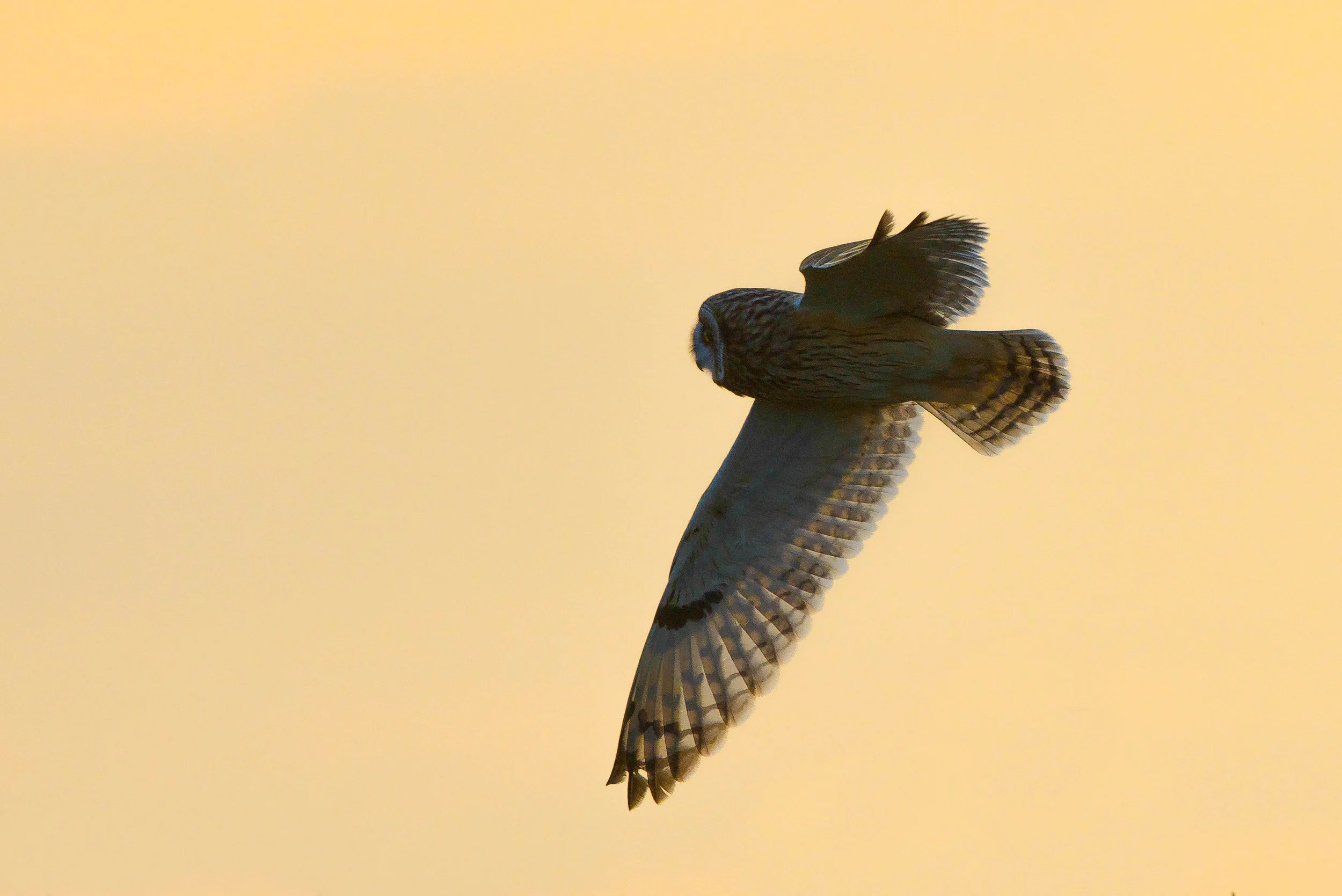 Short-Eared Owl