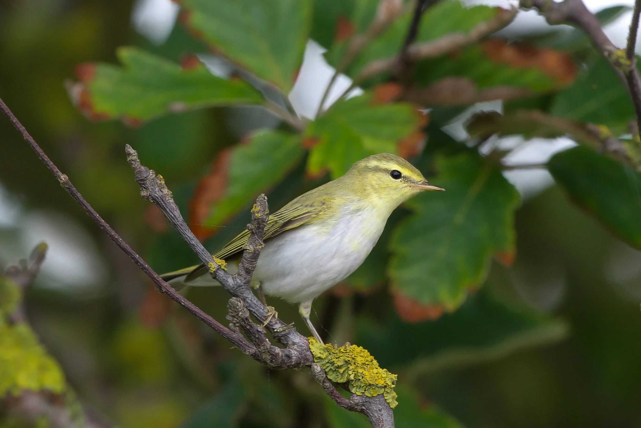 Wood Warbler