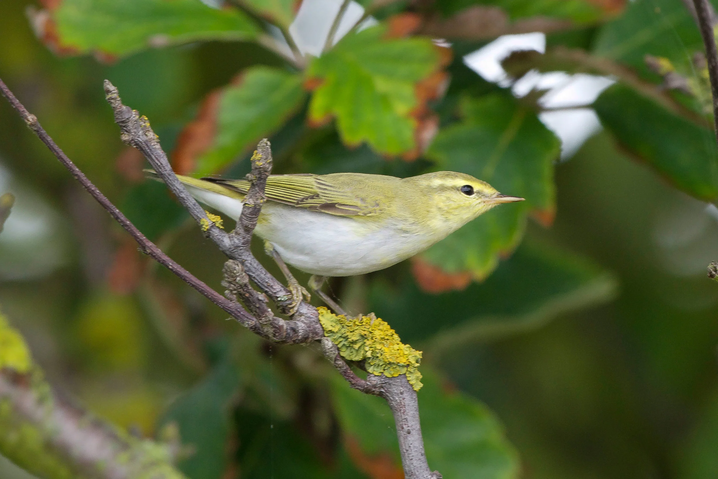 Wood Warbler