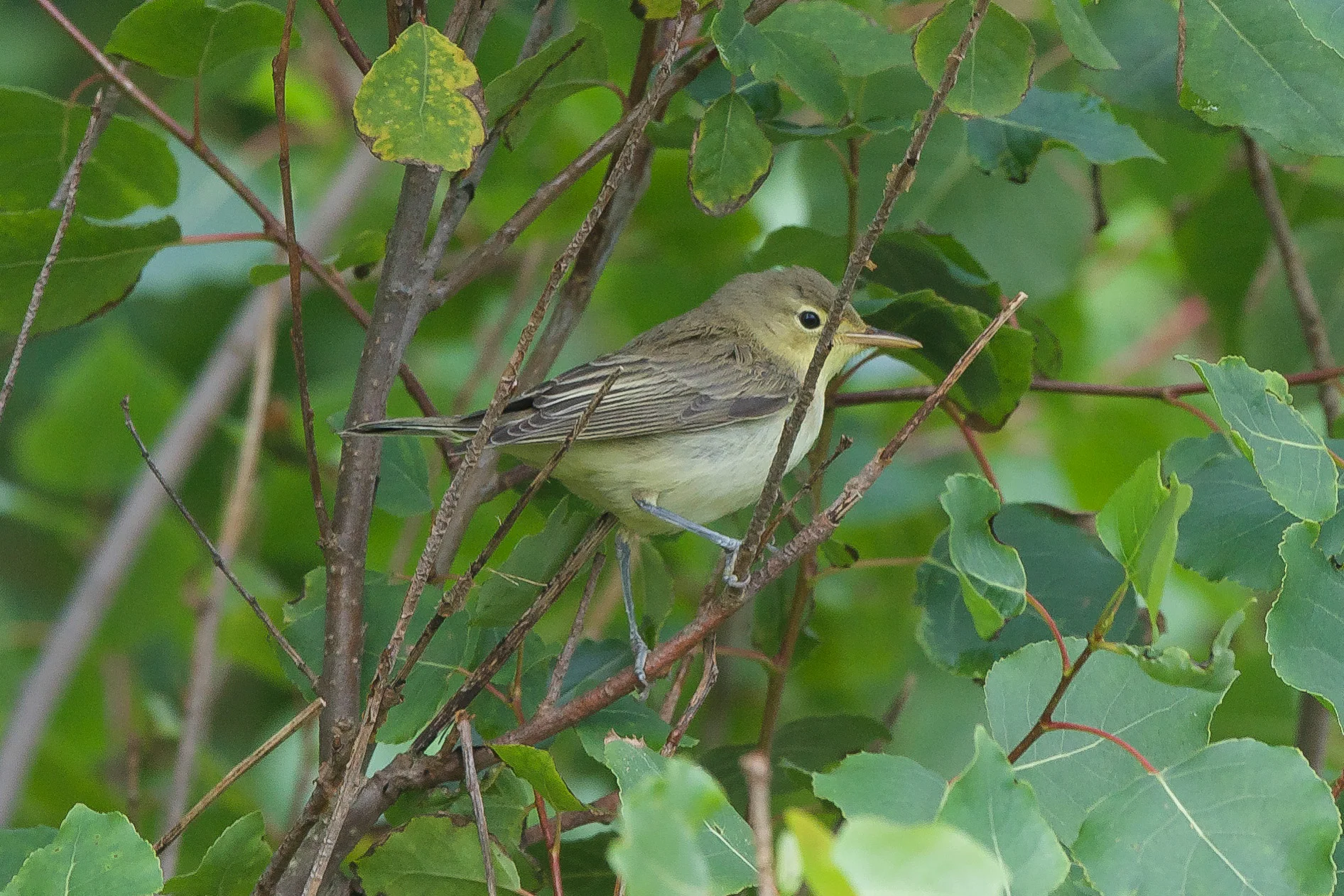 Icterine Warbler